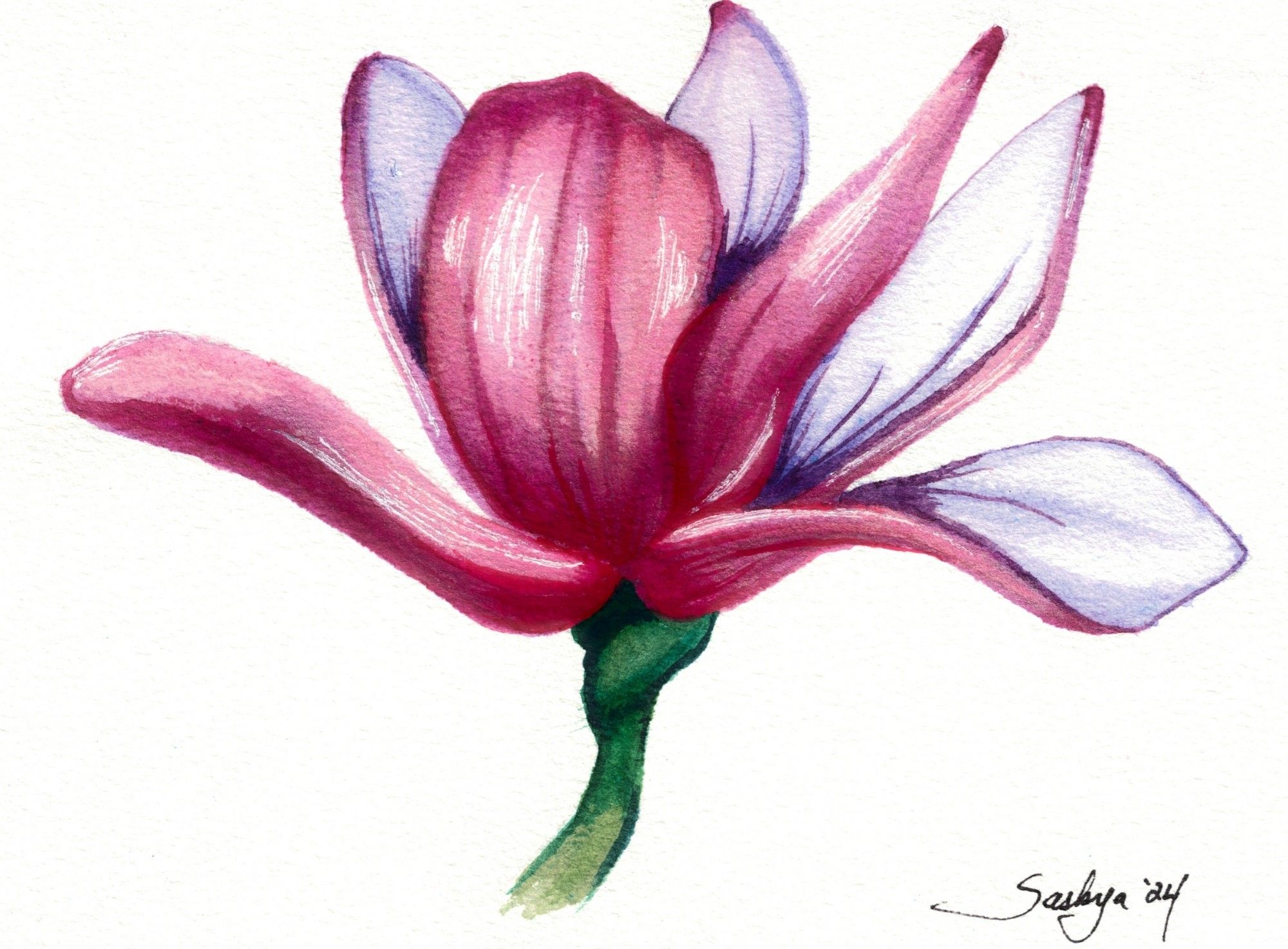 A watercolor painting of a pink magnolia with purple inside of the petals.