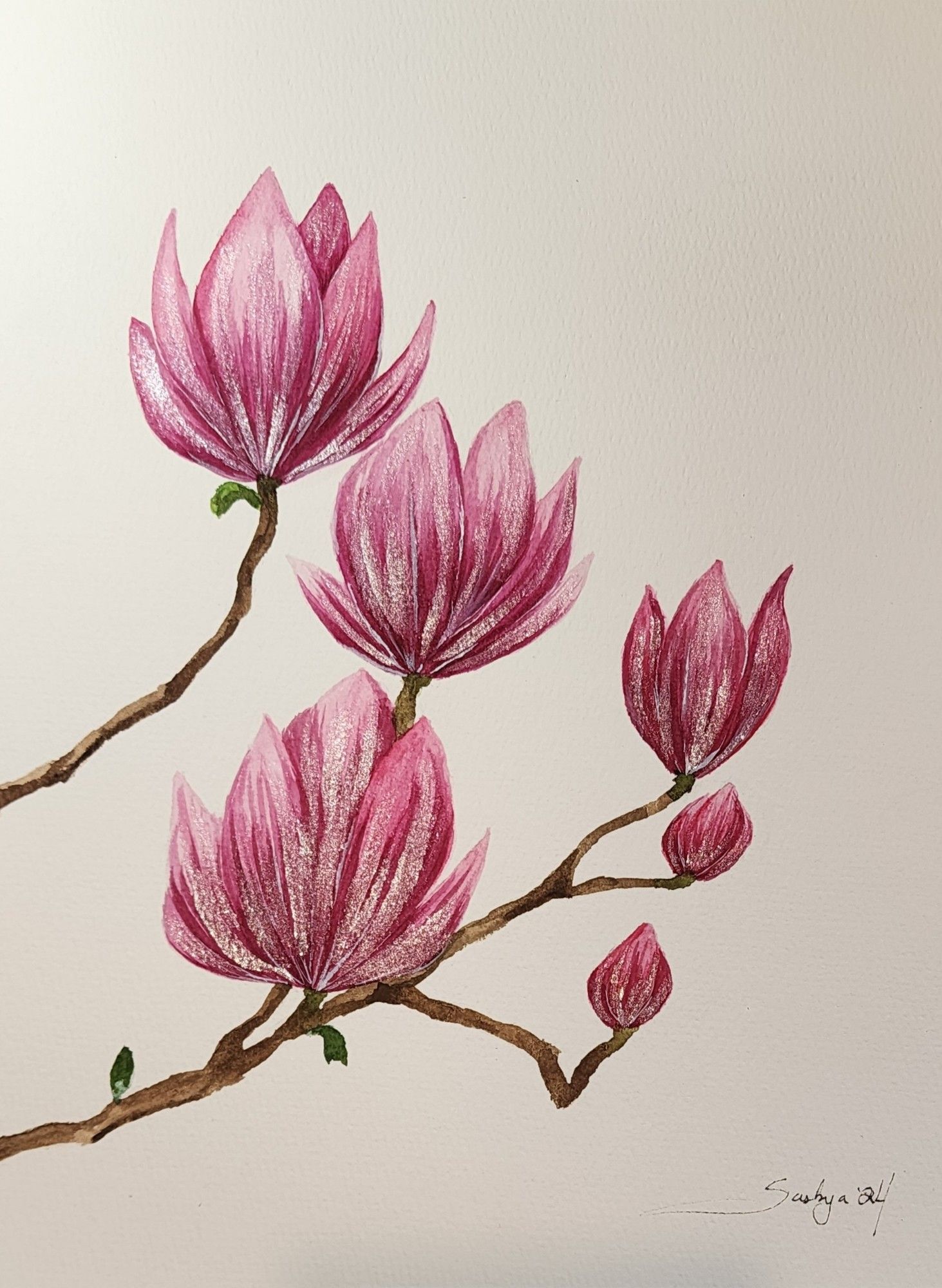 Two branches of a magnolia tree, both filled with pink flowers in various stages of blooming..