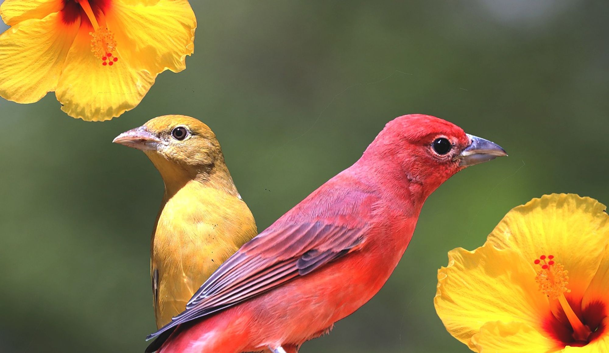 Tanagers