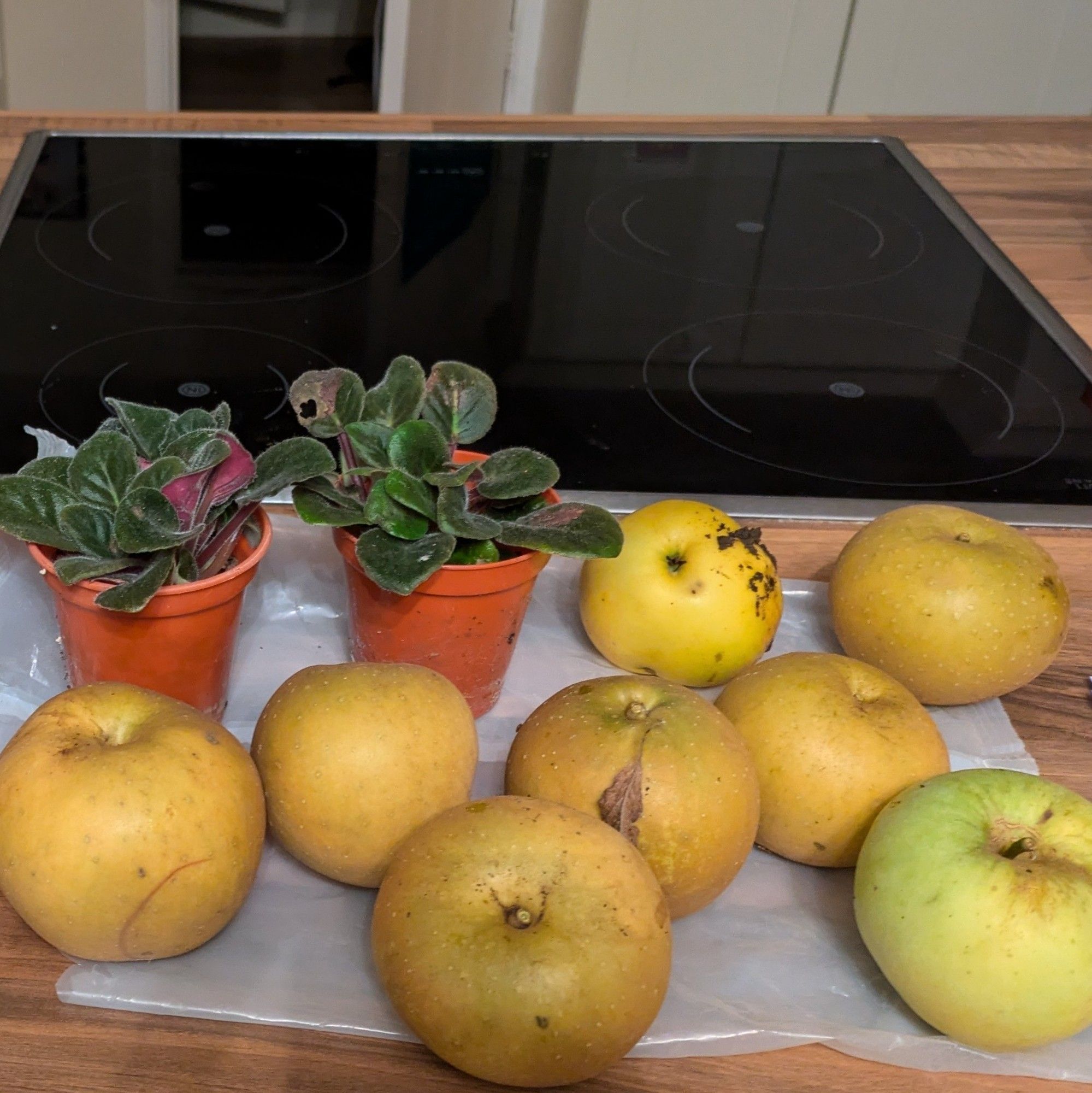 Egremont Russet apples and African violets