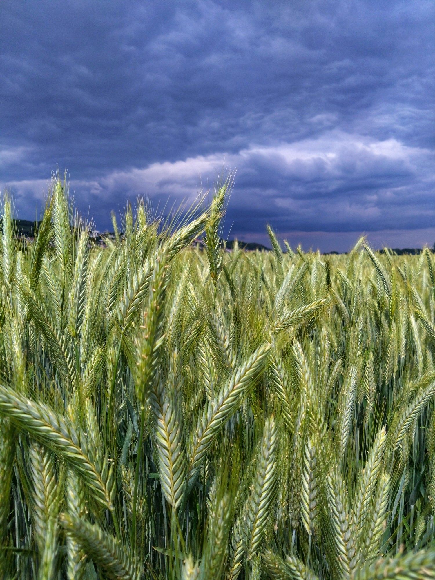 In der unteren Bildhälfte sieht man etliche noch grüne Getreideähren. In der oberen Bildhälfte sieht an bedrohlich wirkende dunkle Gewitterwolken.