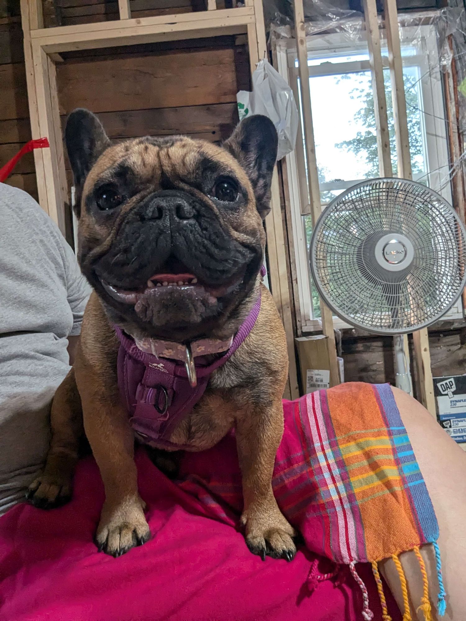 Pretty pretty princess French bulldog puppy sitting on someone's lap in a house stripped back to the studs. The person is wearing a hot pink sarong