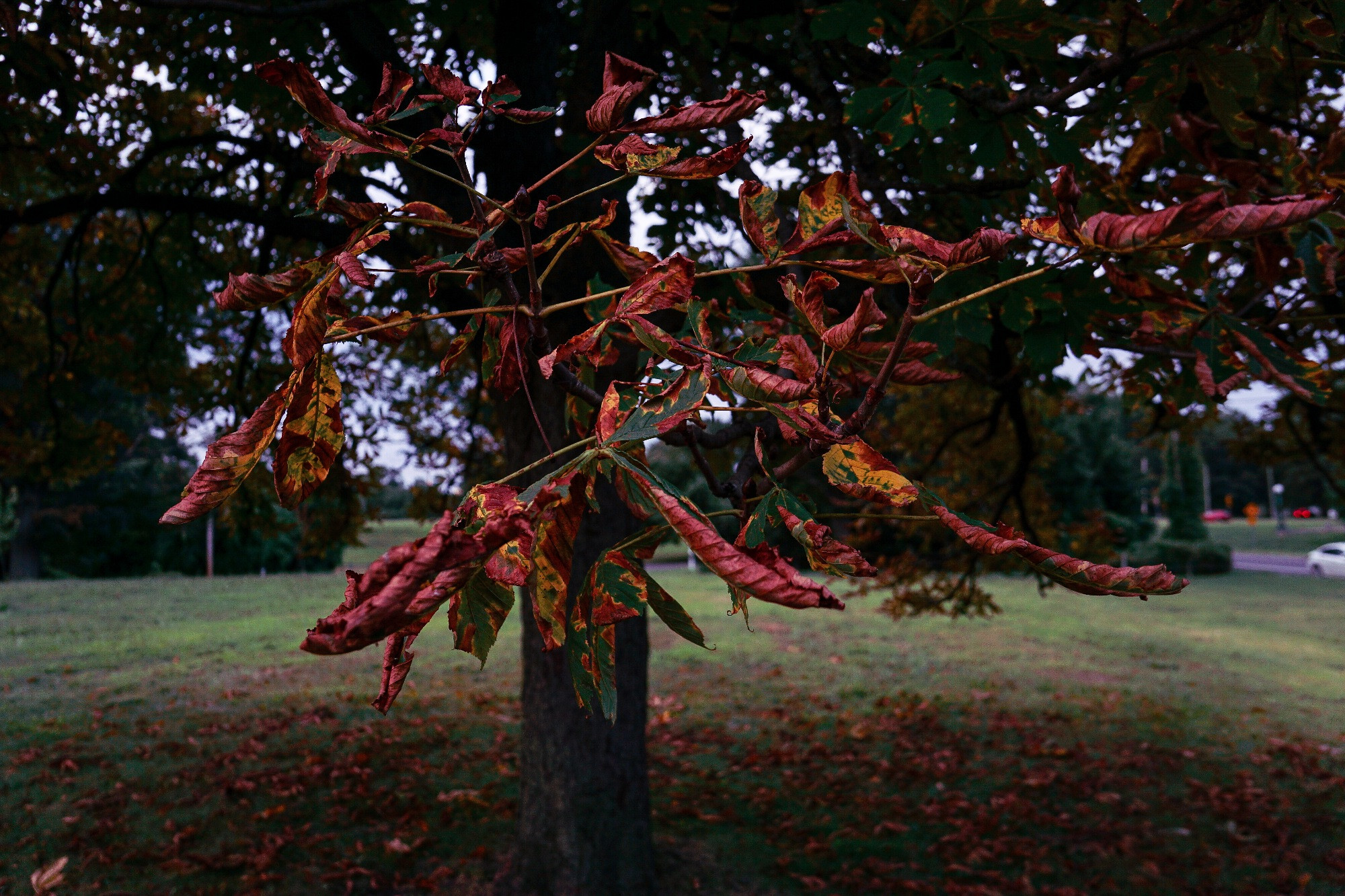 Foreground branch of Aesculus hippocastanum (horse chestnut, correct me if I'm wrong) ..with red and brown leaves curled and drying, signaling seasonal transition and possible drought stress. Background includes grassy field, distant road, and vehicles—held as environmental record, not scenic gesture.

