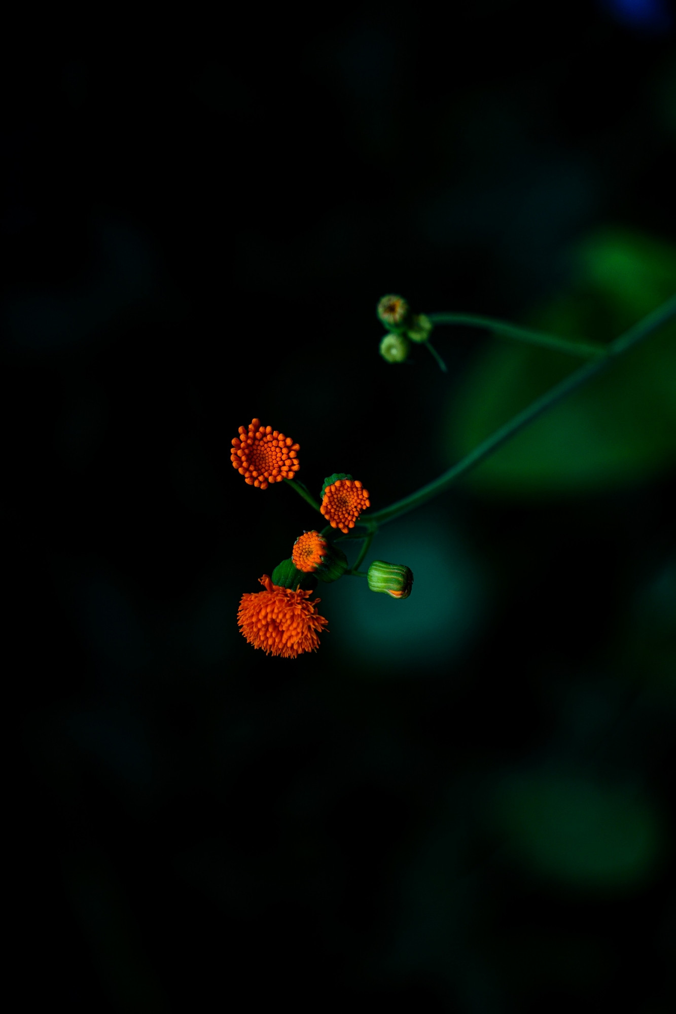 A close-up,  photograph of an Emilia fosbergii plant showing three distinct stages of its life cycle on a single stem: a tight green bud at the top, a cluster of small orange beads in the middle, and a fully bloomed, spiky orange flower at the bottom. The background is a soft, dark green and black blur.