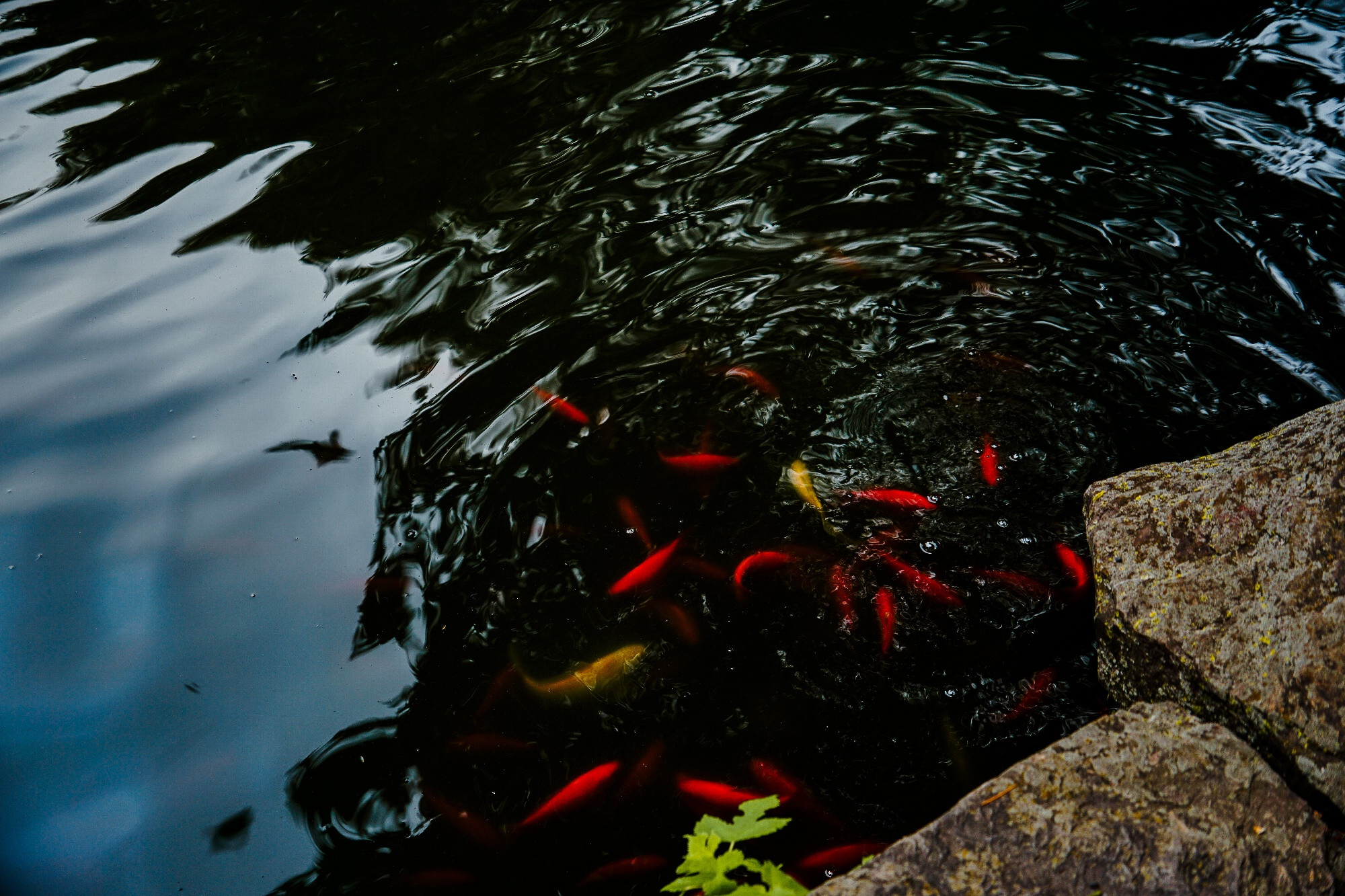 Cluster of Carassius auratus (goldfish) and possibly juvenile Cyprinus rubrofuscus (koi) swim near the surface of a dark, reflective pond. Ripples and reflections obscure full visibility. Stone edge and a single green plant mark the lower right corner, anchoring aquatic movement in partial land frame.
