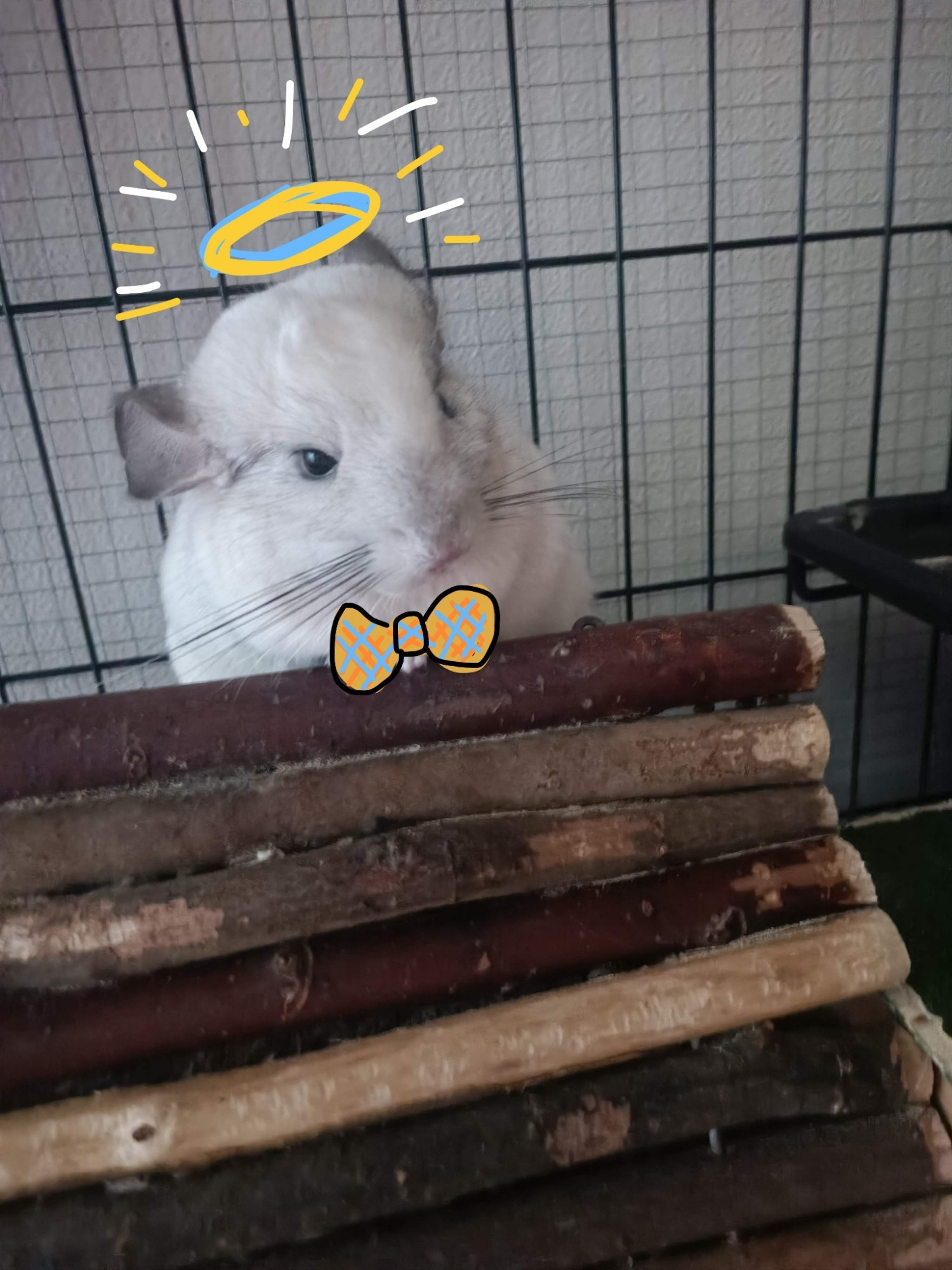 White chinchilla pic doodled with a tartan bowtie and a halo