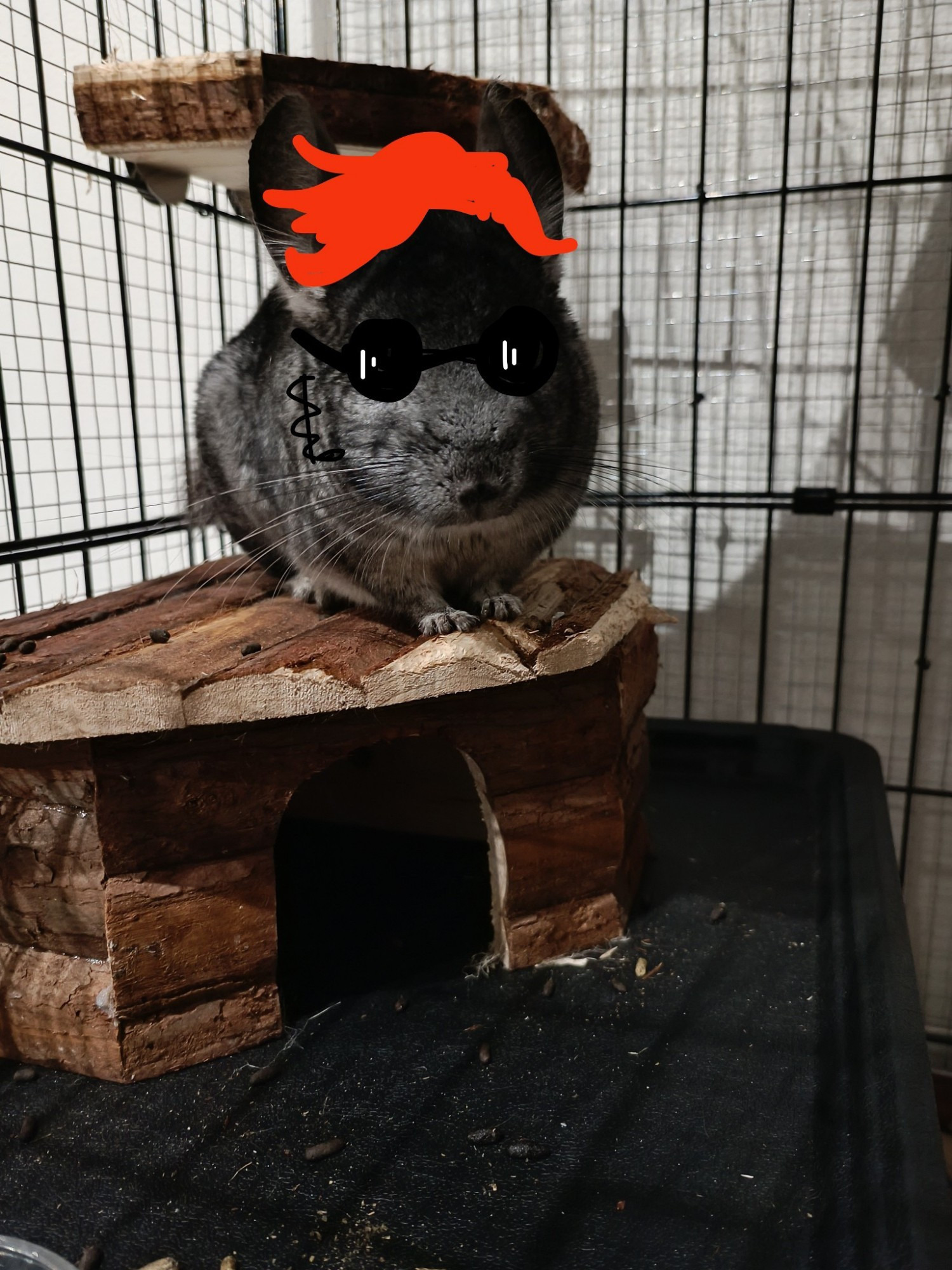 Black chinchilla pic doodled with a pair of sunglasses and red hair