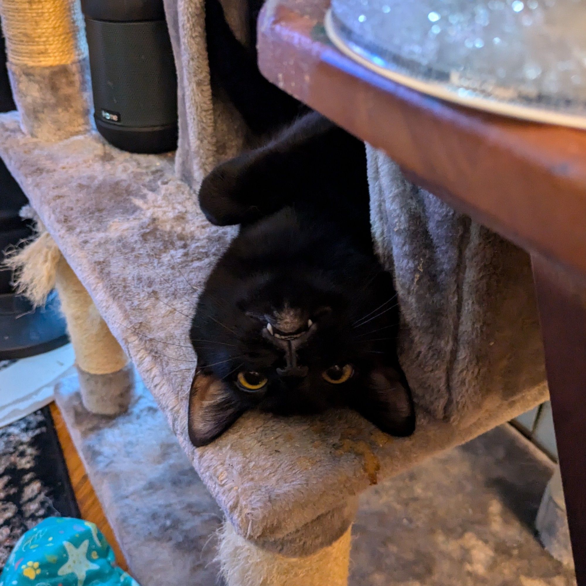 Black cat with his head and one paw sticking out of a carpeted box. His head is upside down with fangs showing.