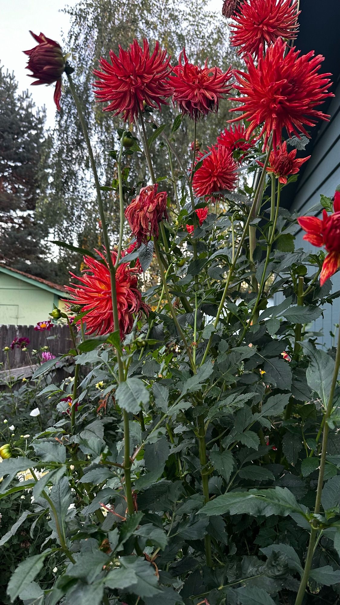 Dahlia Hollyhill Dragonfire a bright orangey spiky cactus form approaching 8’ to 9’ tall. The main stalk of this behemoth is as big around as a soda can. Here, it’s against the house and taller than the window.