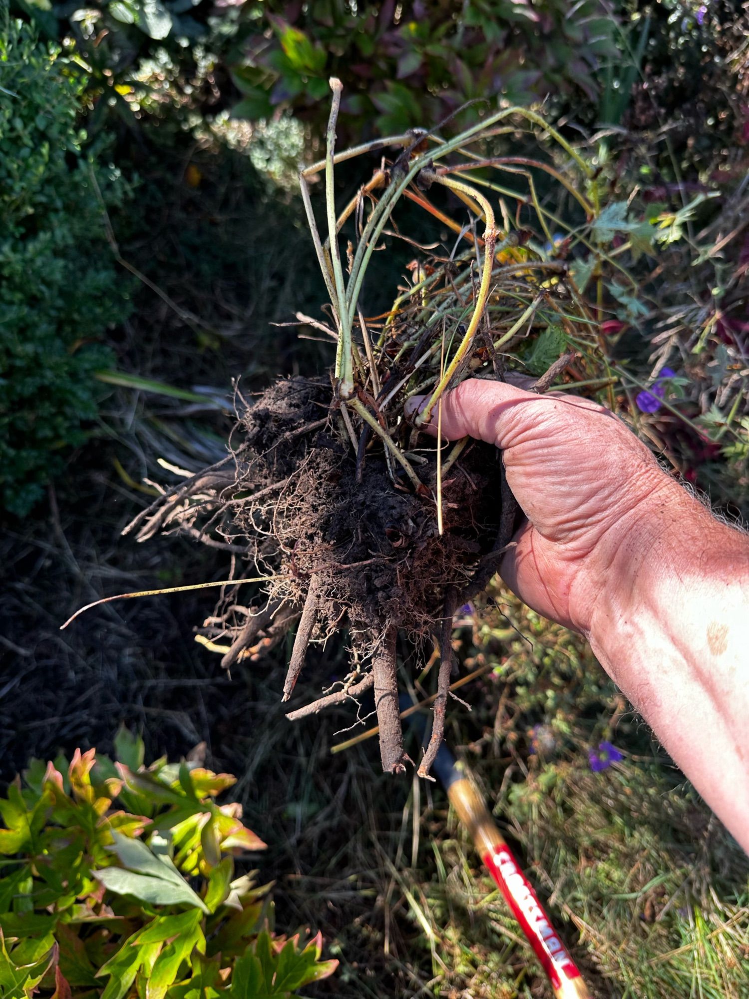 The oaf’s hand holding a Rozanne geranium after digging out of grassy grass shit.