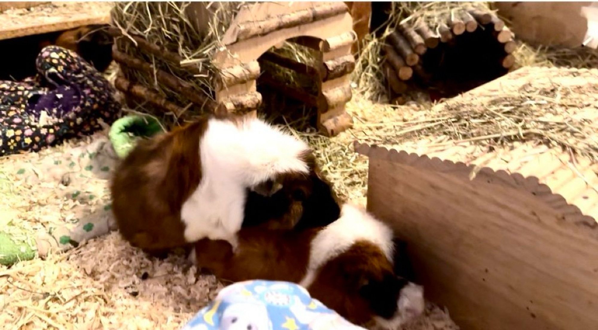 Zwei Meerschweinchen poppen