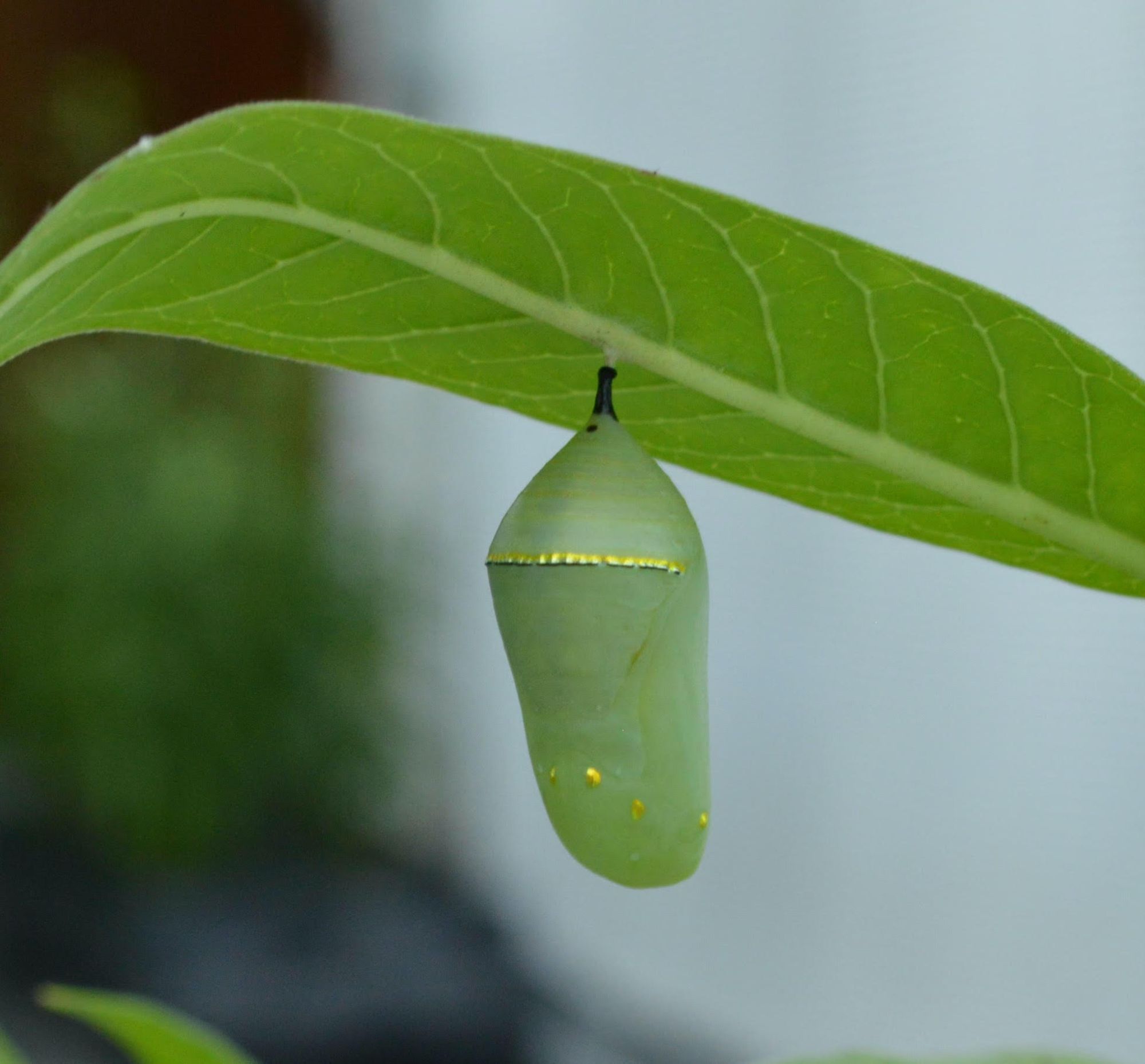 A photo of a monarch pupa on a leaf.