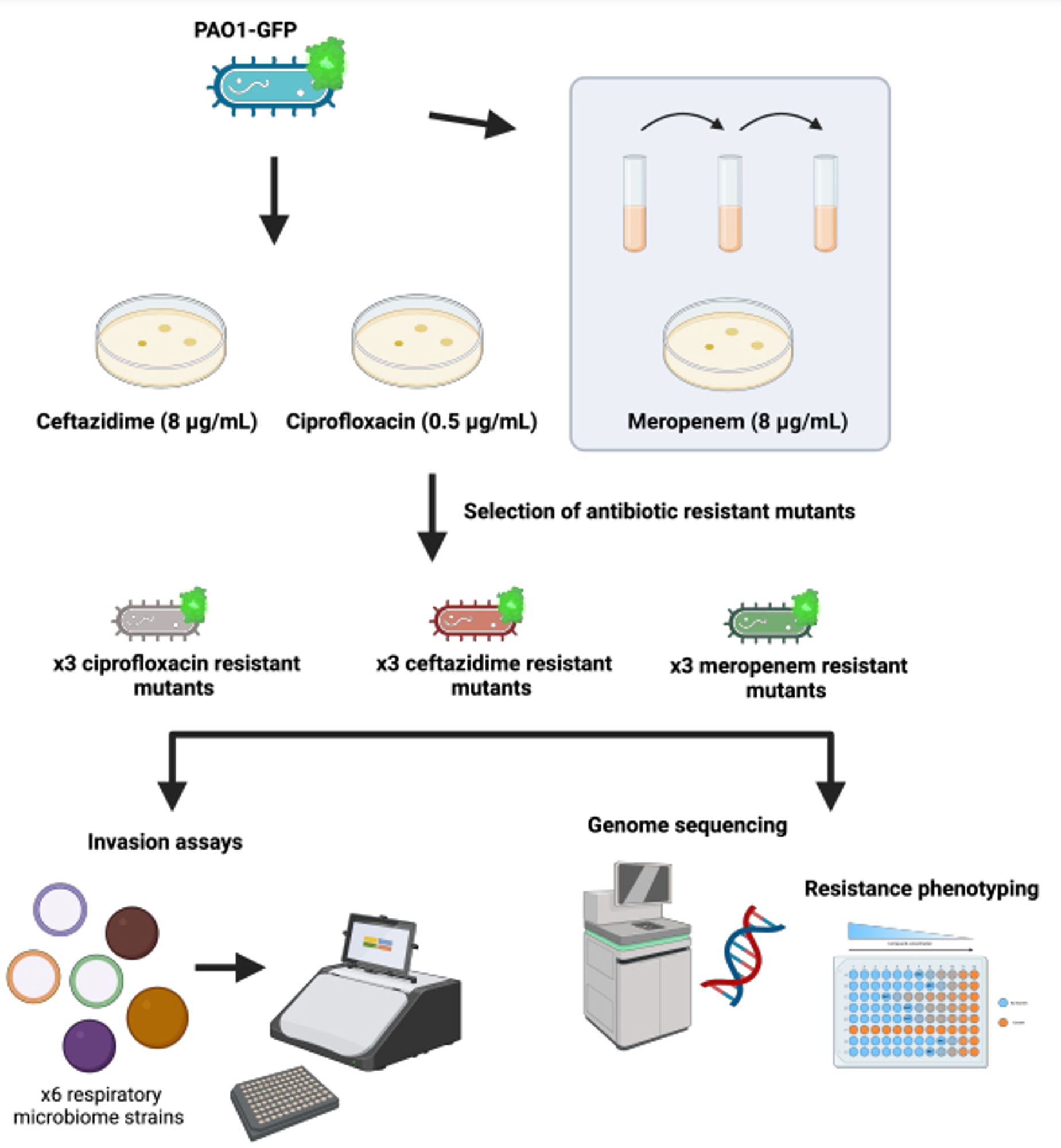 Schematic for selection of P. aeruginosa antibiotic-resistant mutants, subsequent strain characterization (via genome sequencing and resistance phenotyping), and use of strains in invasion assays.