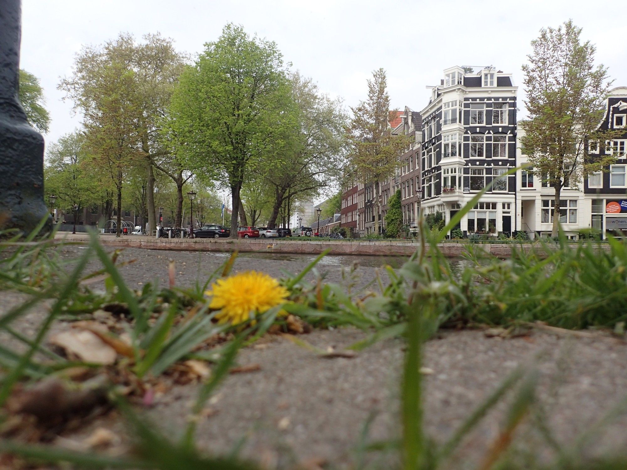 A photo of a dandelion growing on the pavement of an urban street, with buildings in the background.