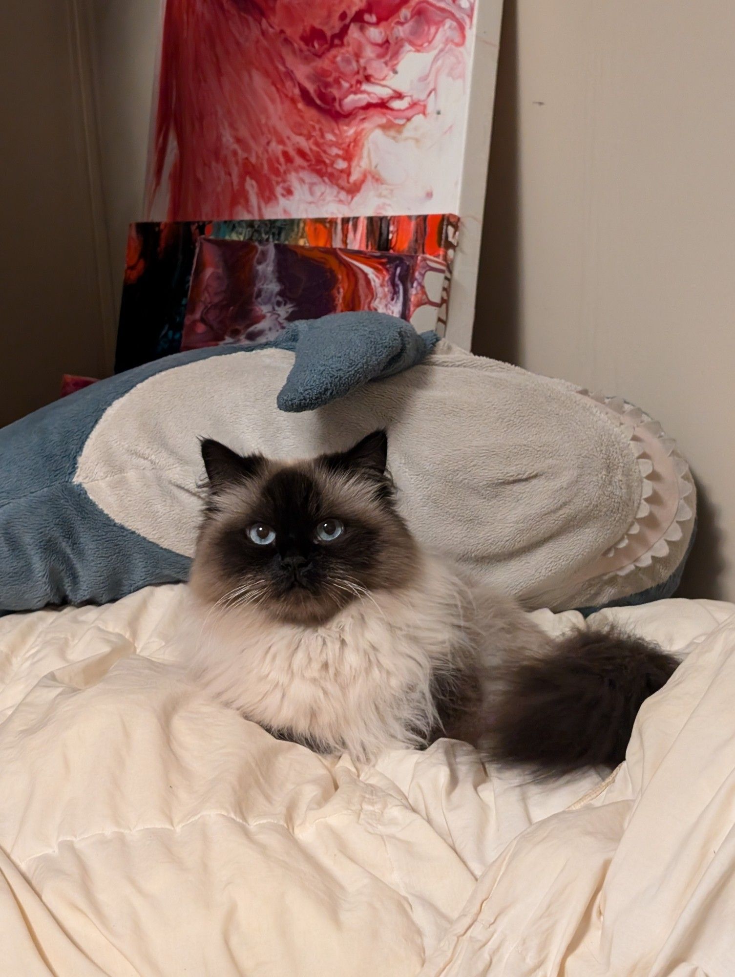 Halle the Himalayan cat, with ashen fur with black spots over her face, ears and tail.  She is on a duvet with a stuffed shark behind her