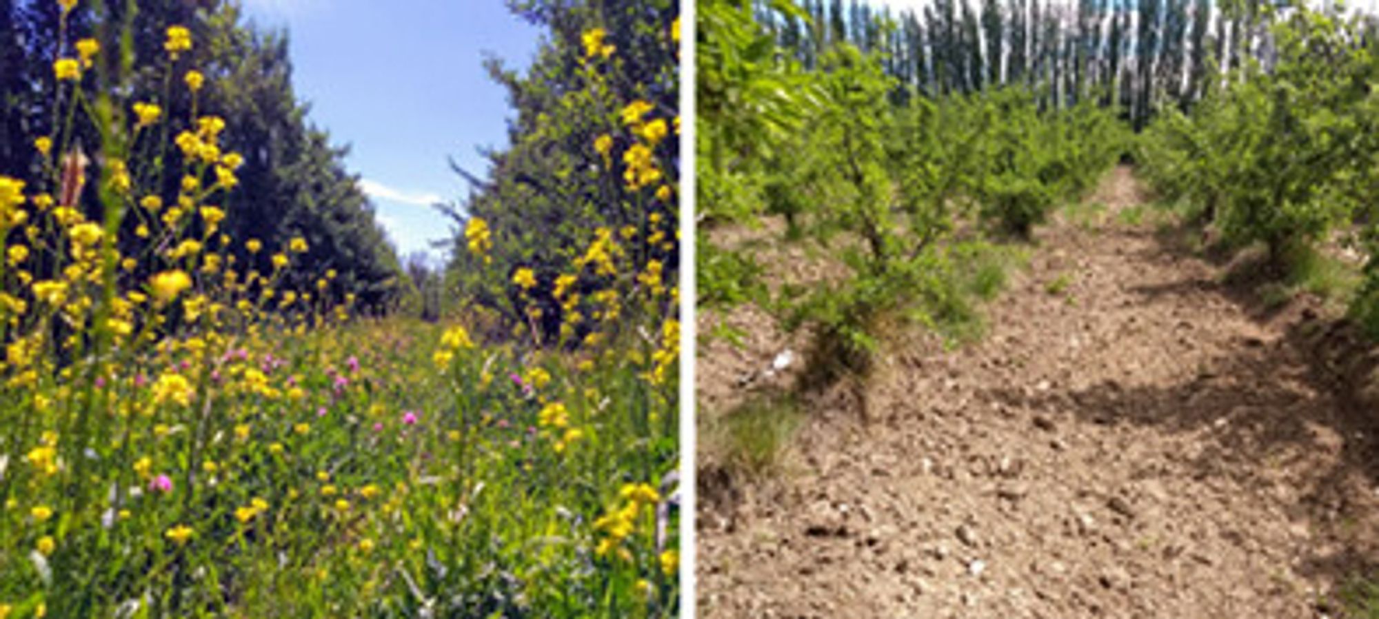 Two comparison images showing an orchard with thick flowering ground cover and a different orchard with bare ground between trees