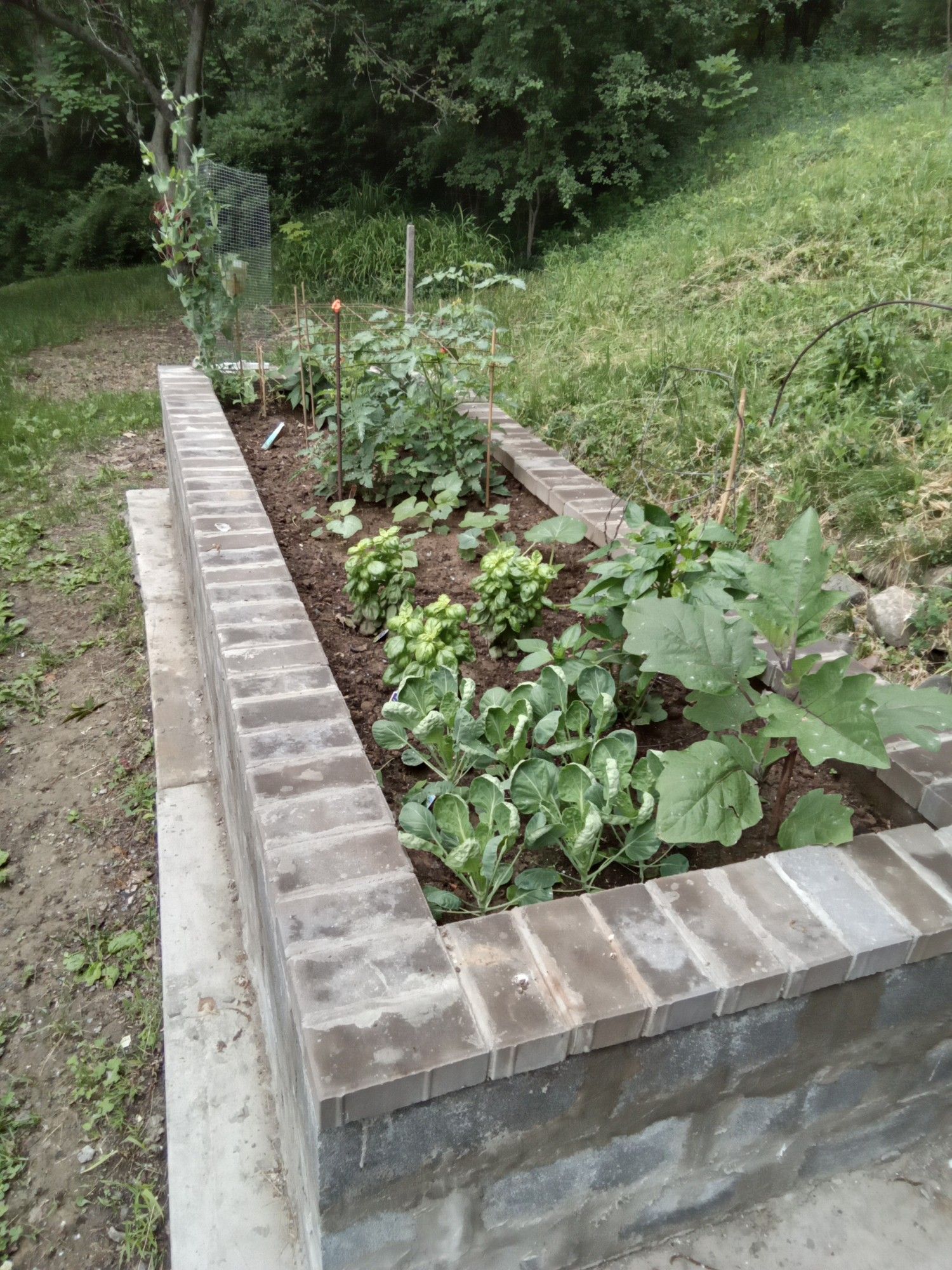 Raised bed vegetable garden in Spring