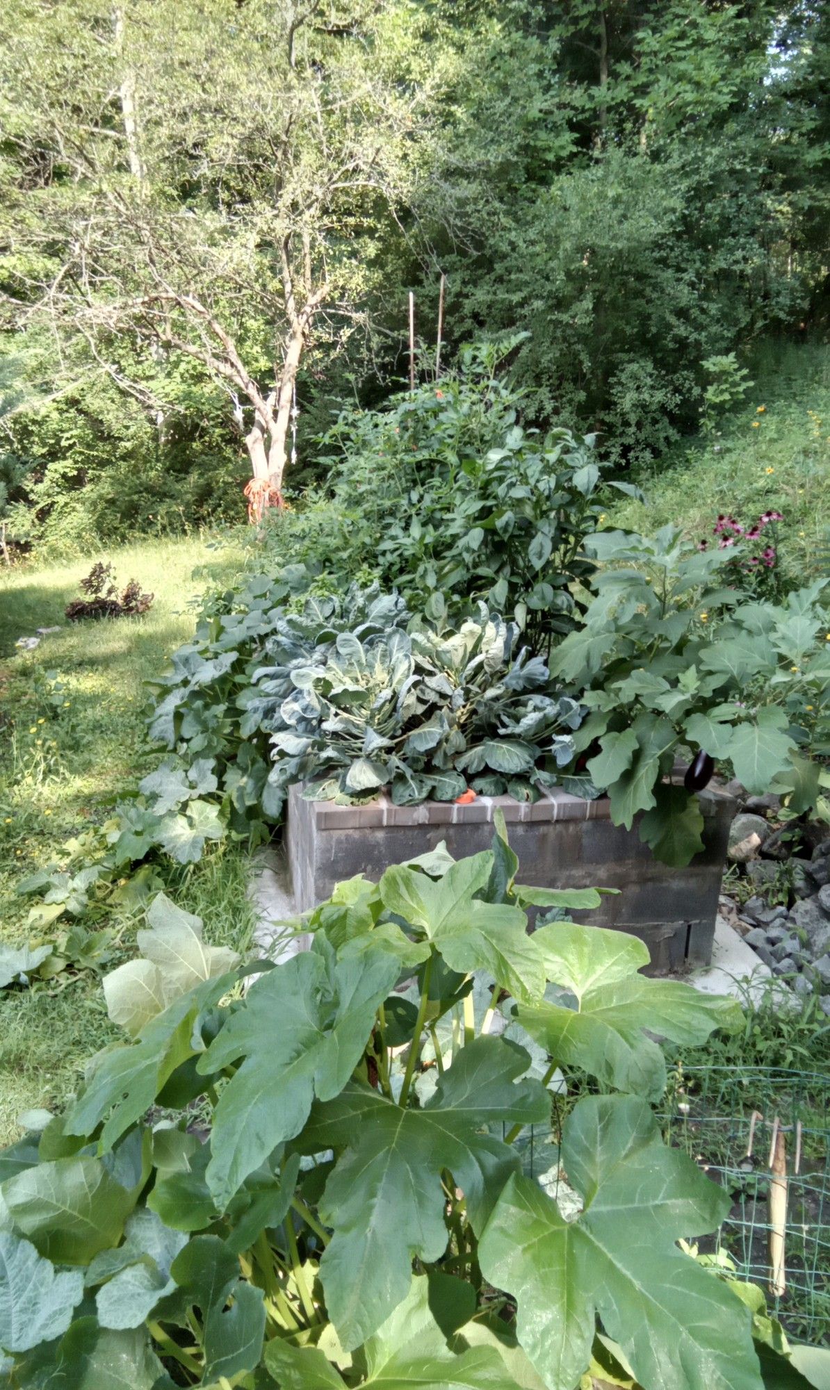 Raised bed vegetable garden in late summer