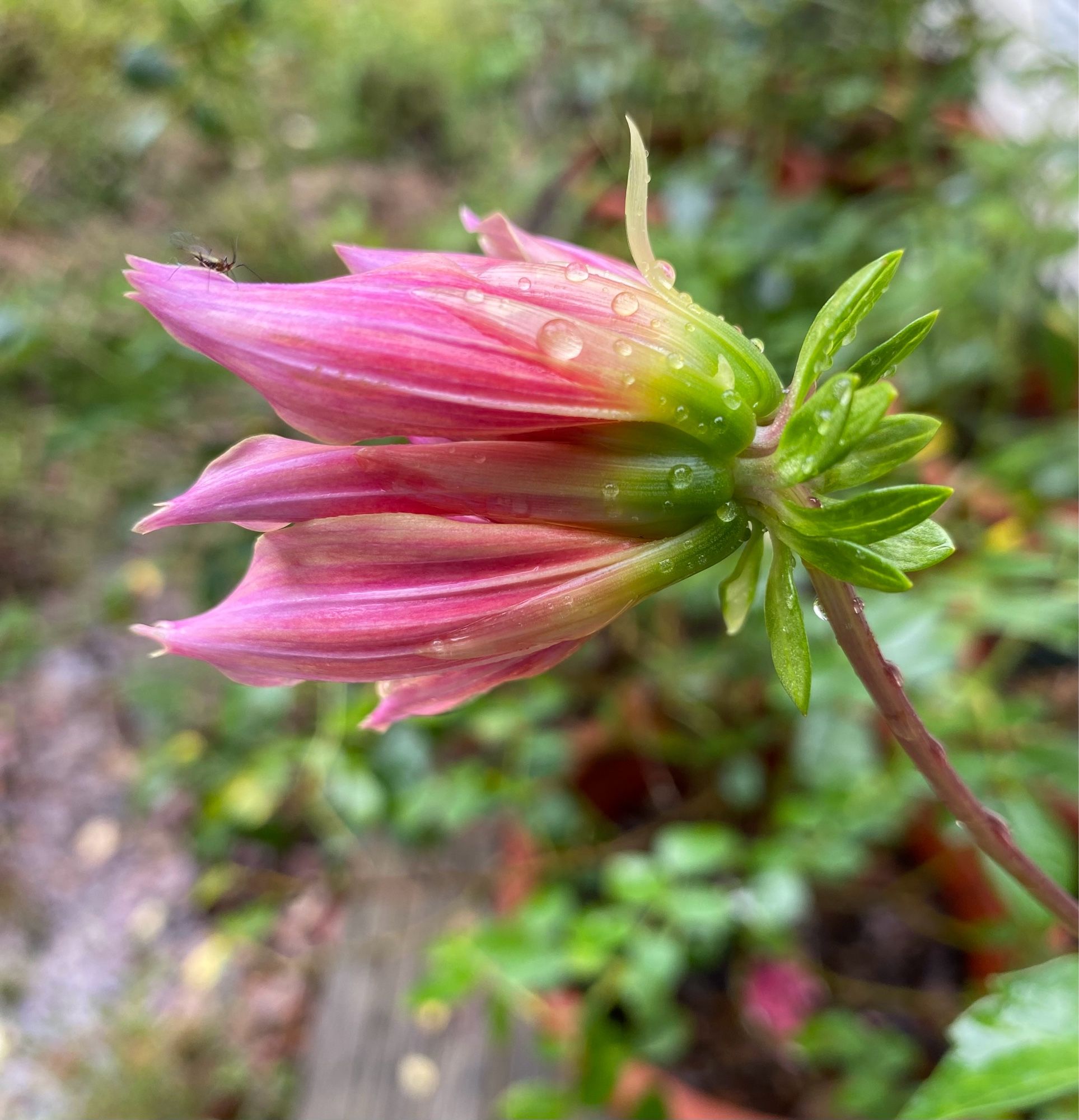 A new ‘Labyrinth’ dahlia, about to bloom. Pinky purple petals are beginning to unfold.