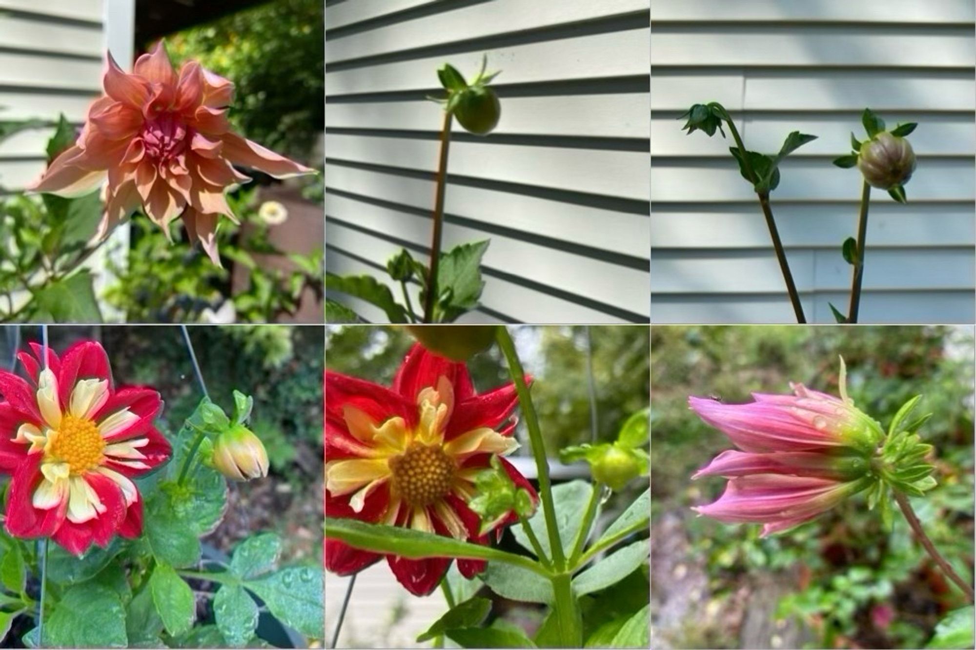 Six views of all the dahlias blooming (or about to) right now. Pinky tangerine ‘Labyrinth’ dahlia with three more buds. Red and yellow sister “something” reblooming from the Spring! Two large flowers and many buds in two hanging baskets.