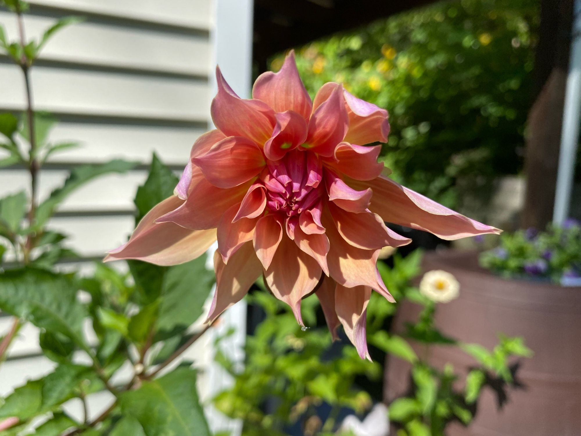 A ‘Labyrinth’ dahlia, blooming  in shades of pink grapefruit to tangerine in the sunshine with zinnias in the background.