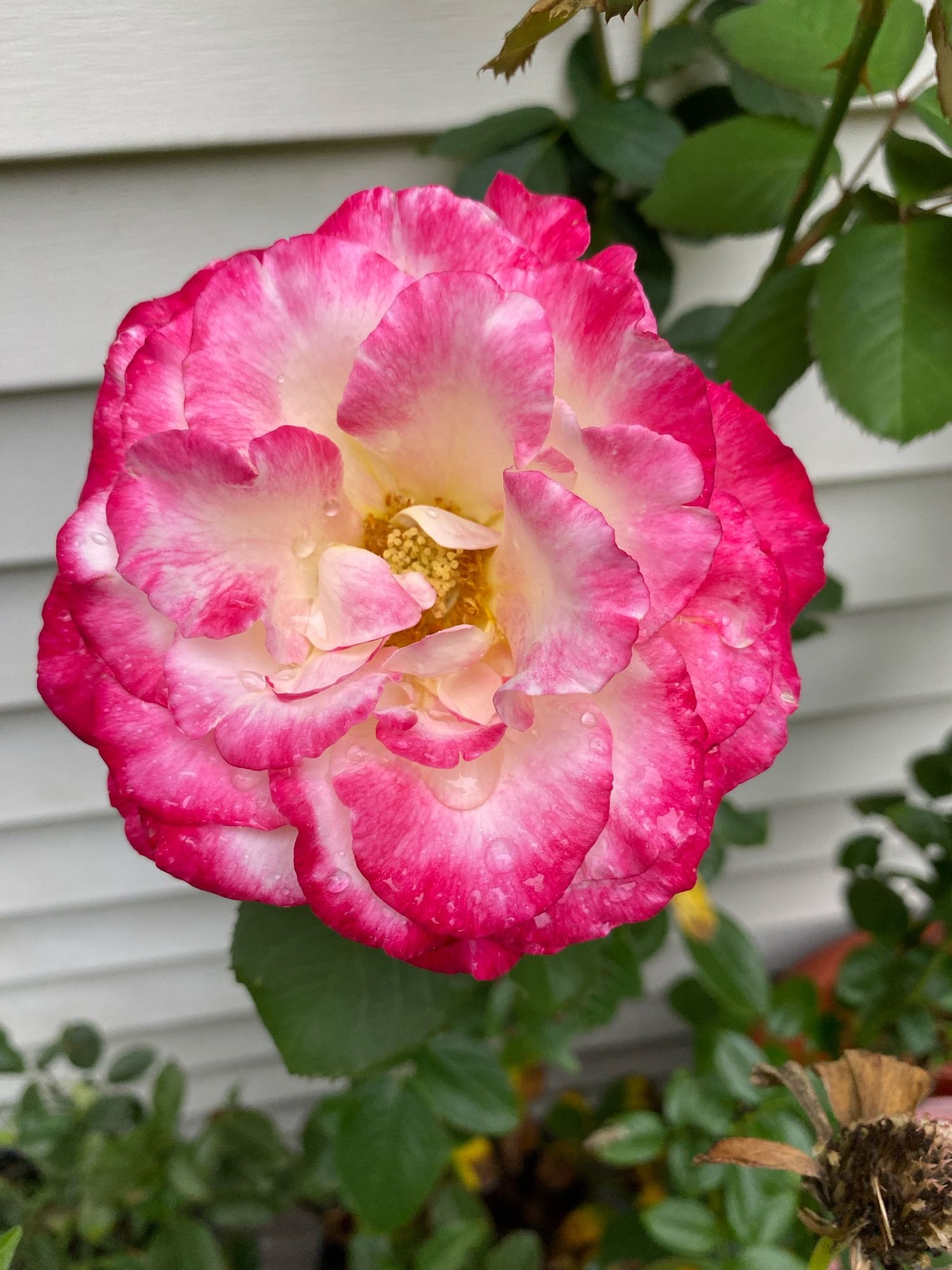 A ‘Double Delight’ rose in full bloom, in the rain. Light lemon yellow in the center, cerise around the edges of the petals. Delightfully fragrant.