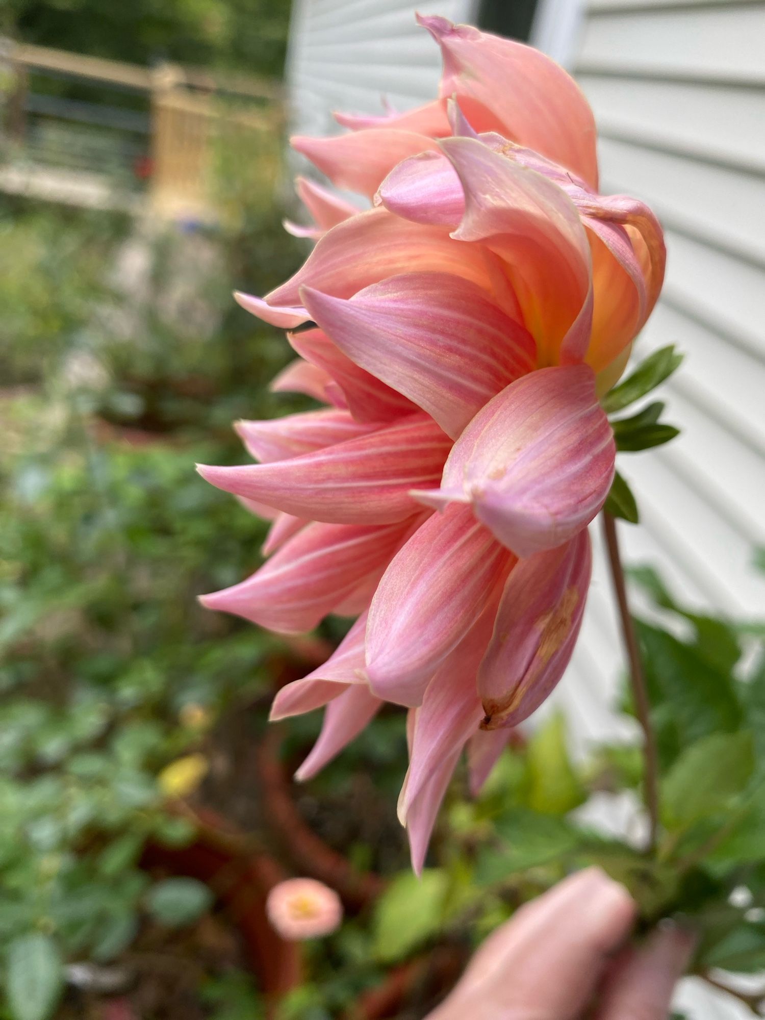 ‘Labyrinth’ dahlia in nearly full bloom, the tangerine and pink grapefruit petals are streaked with white and yellow. Zinnias bloom in the background.