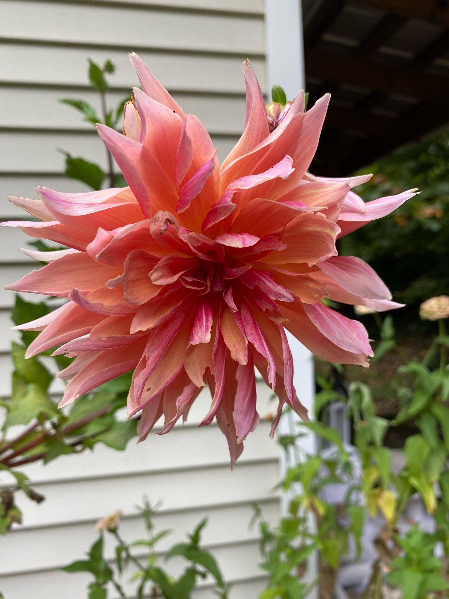 A ‘Labyrinth’ dahlia in its last stage of bloom, lighter pink and apricot petals with a pink grapefruit center. There are three new buds ready to take its place and zinnias still blooming in the background.