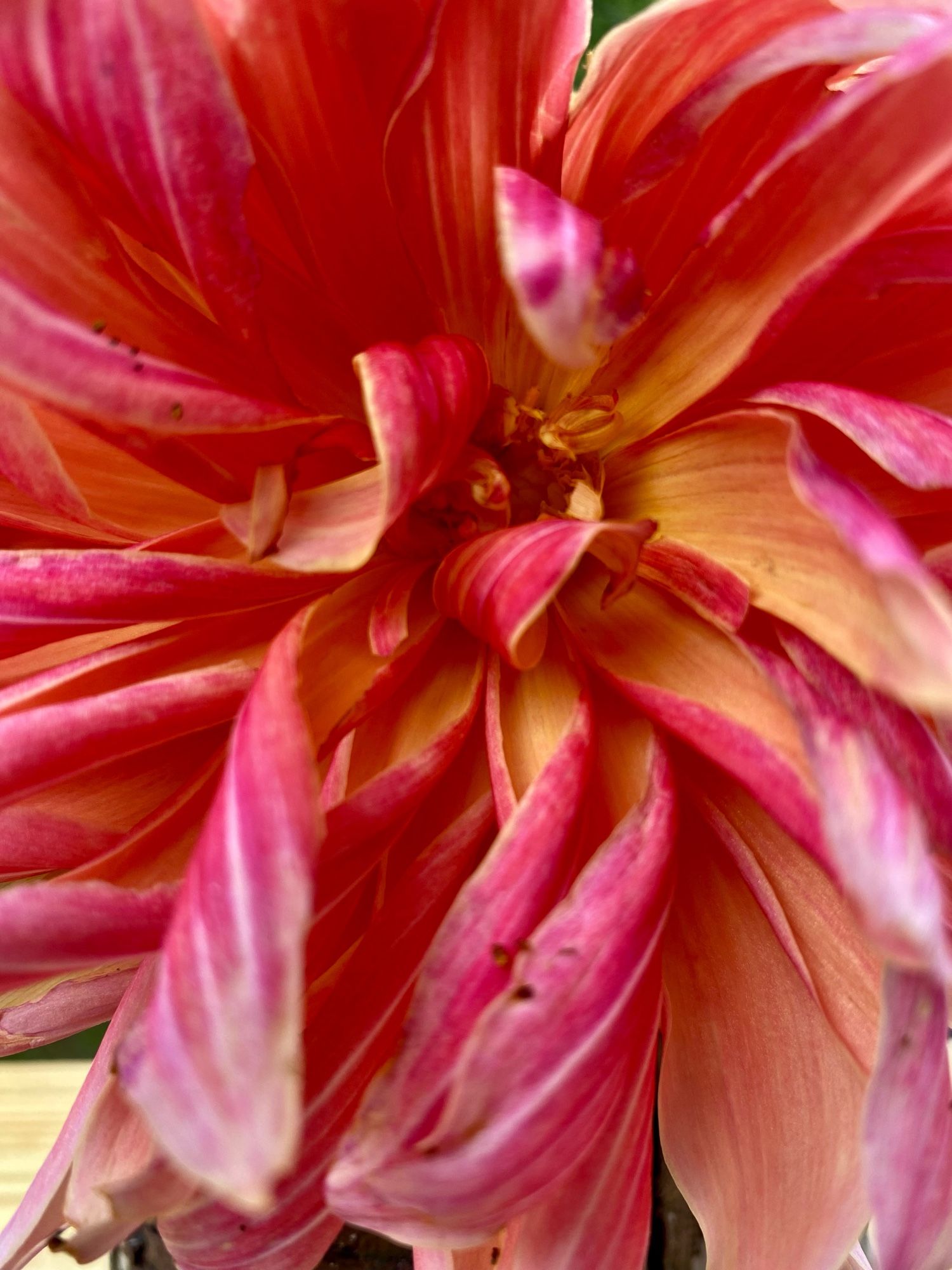 At the end of its bloom cycle, a ‘Labyrinth’ dahlia has faded to shades of yellow, tangerine and cream.