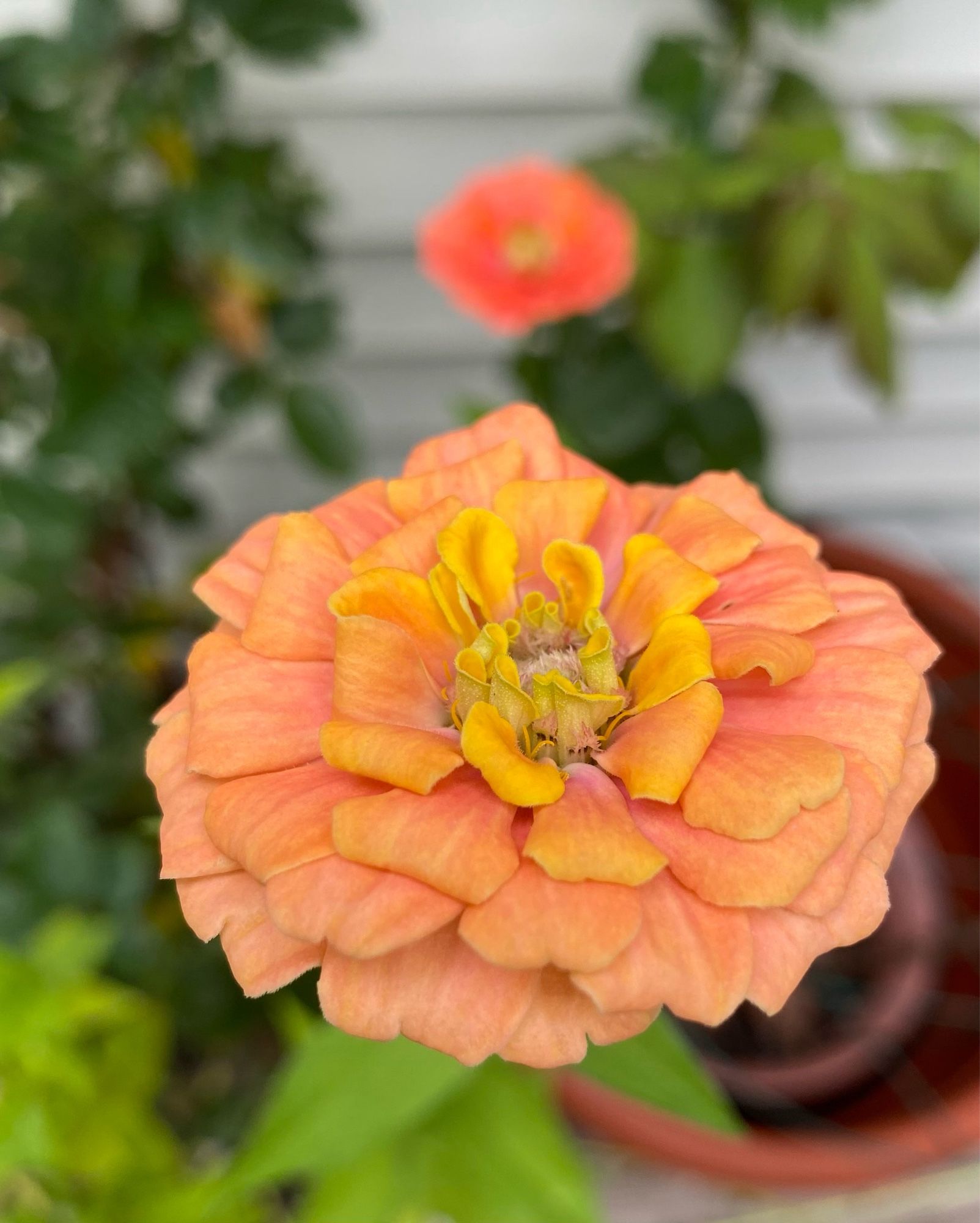 Orange/tangerine zinnia with yellow center. Grown from Unicorn mix seed from floret farms.