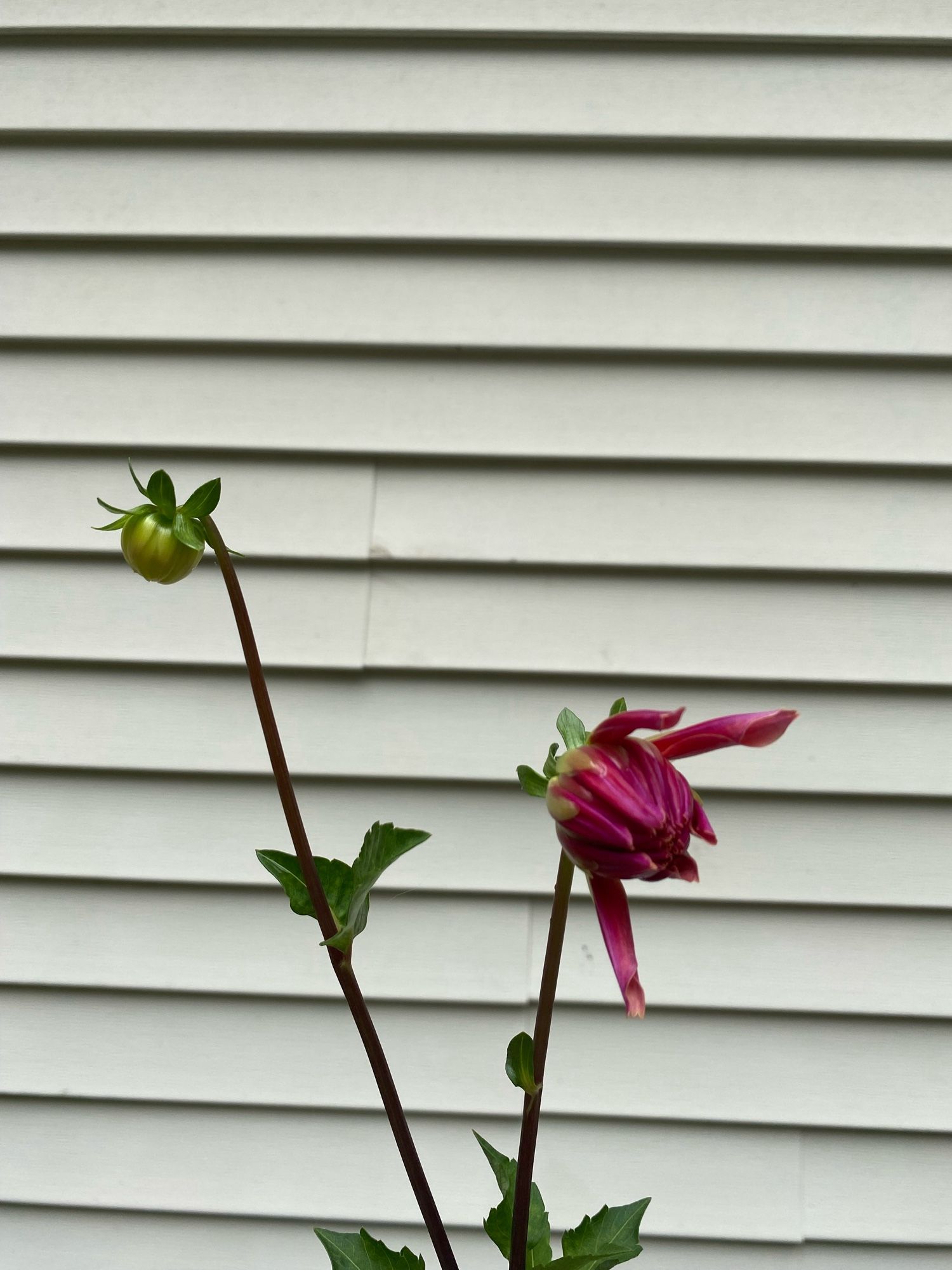 The second tuber of dahlia ‘Labyrinth’ has two buds, one of them deep purple as it begins to bloom.