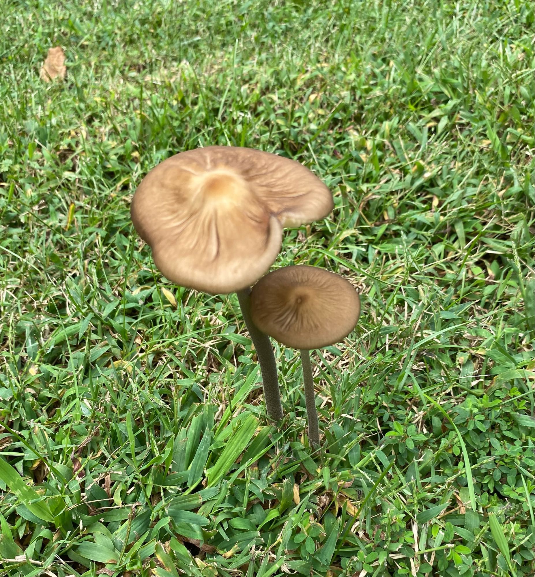 Two brownish mushrooms in the wet grass.