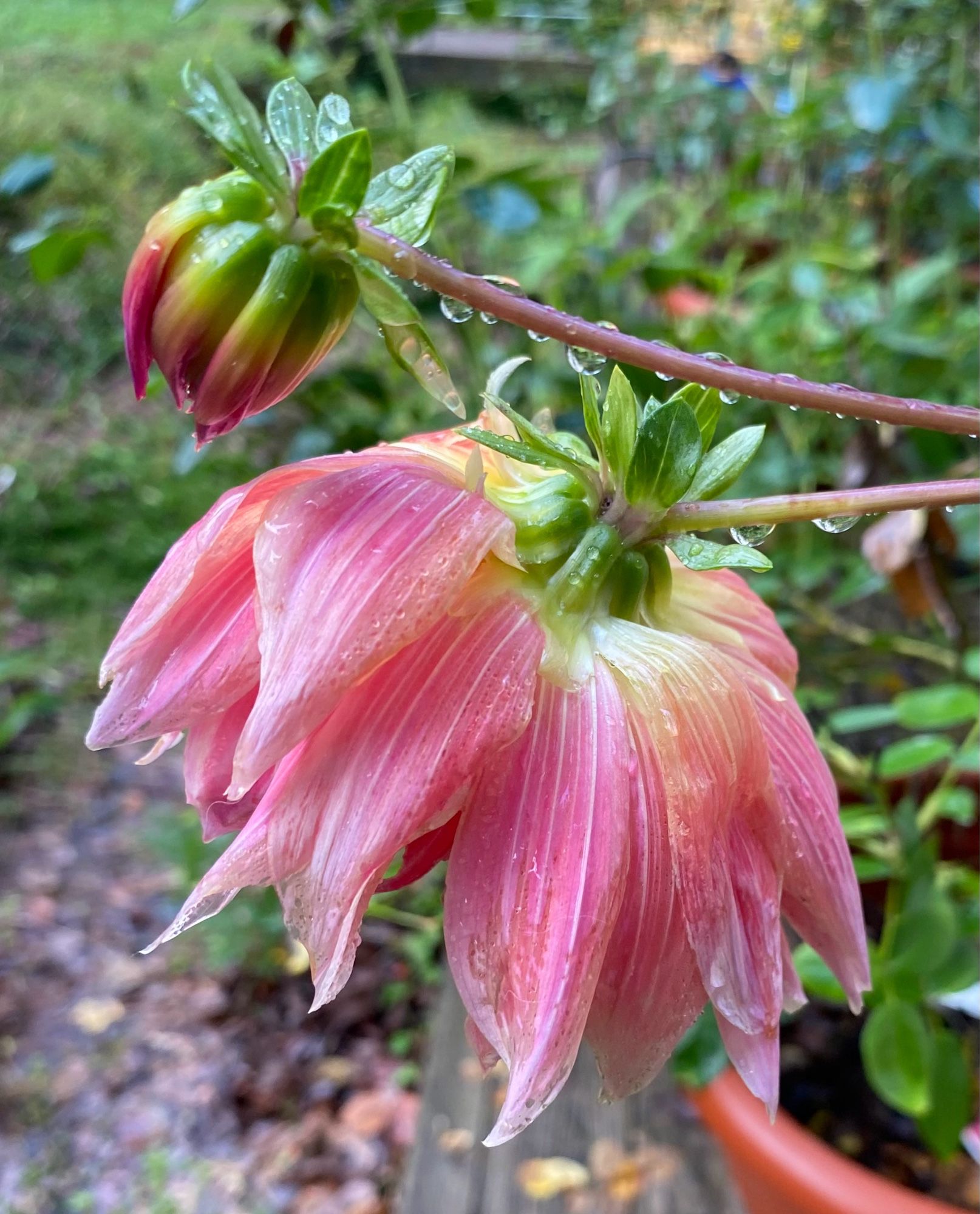 ‘Labyrinth’ dahlia buds after three inches of rain overnight. The largest one is creamy yellow in the center, radiating out to apricot and tangerine. The smaller bud is getting purple, just about to bloom.