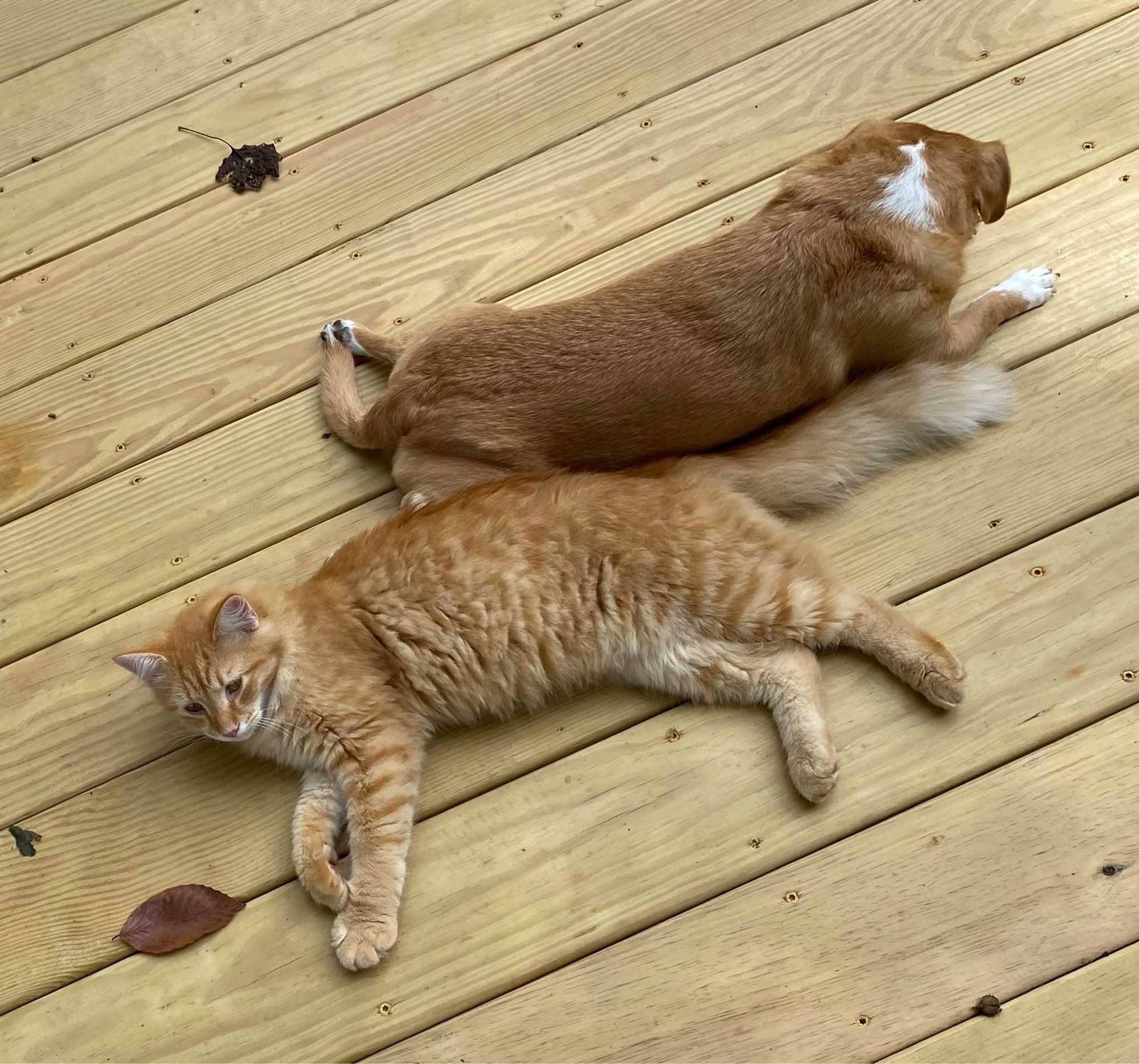 Cat and dog, both gingers, stretched out on the deck.