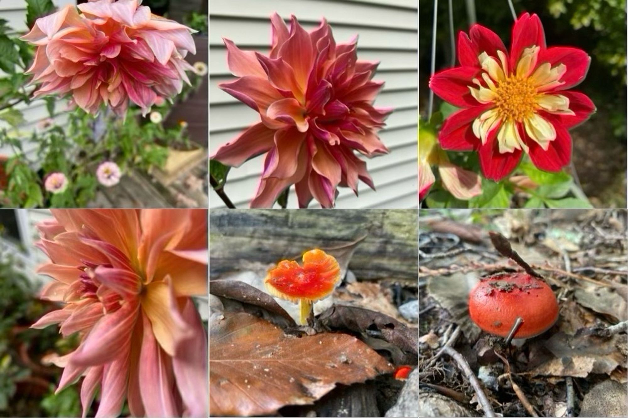 ‘Labyrinth’ dahlia and a gorgeous red and yellow dahliette that  rebloomed! Red and orange mushrooms in the forest.