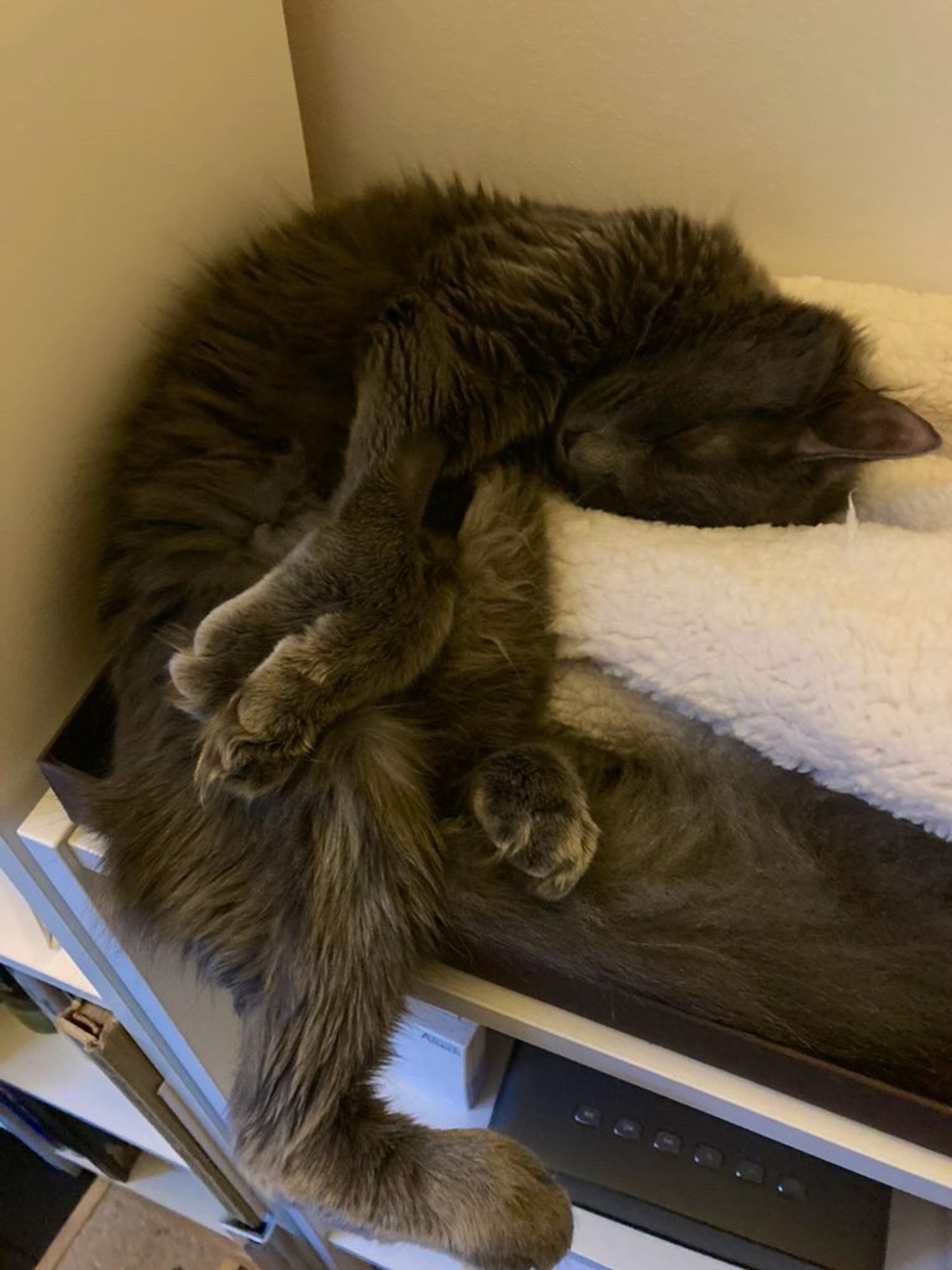 Small, fluffy, grey cat slides off of a shelf as she sleeps, SalvadorDali-esque.