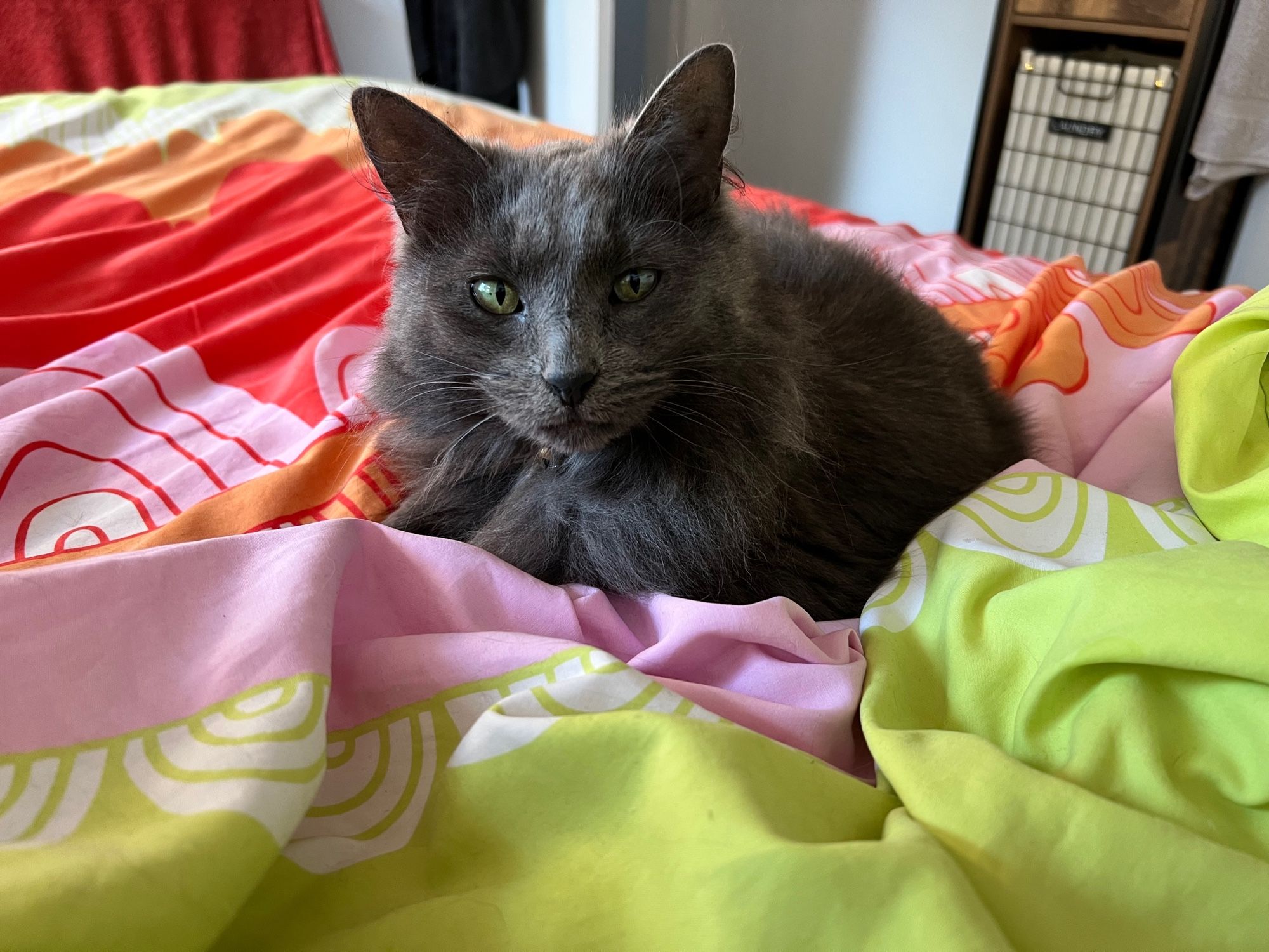 A small, fluffy grey cat sits on a brightly coloured duvet looking intently at the camera