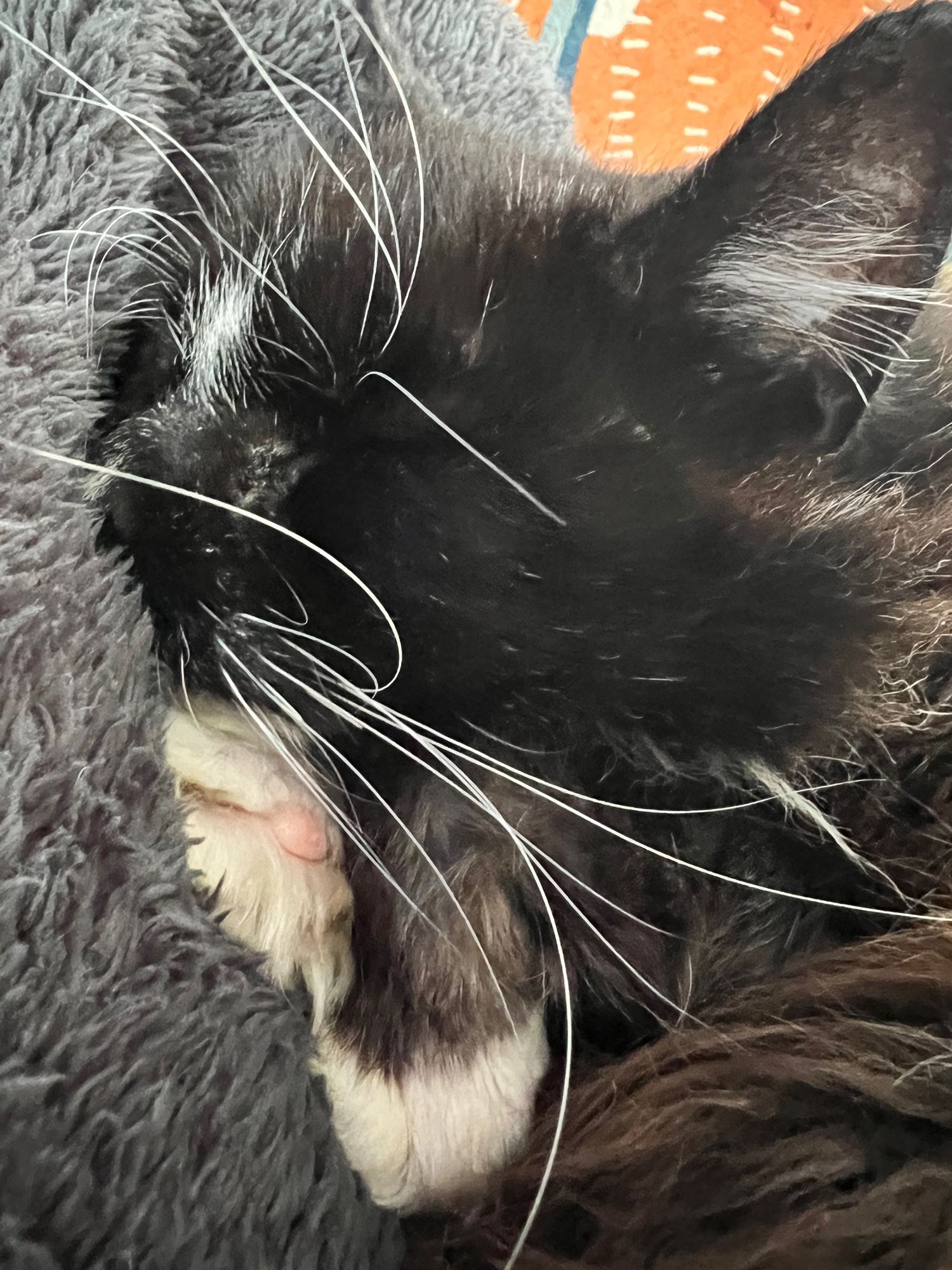 Fluffy black and white cat with excessive whiskers snuggles into a grey blanket with his paws tucked under his chin and a single pink toe bean showing