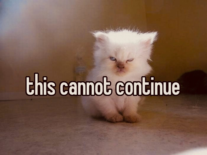 A small white kitten with an imperious expression. The overlay text reads "this cannot continue".