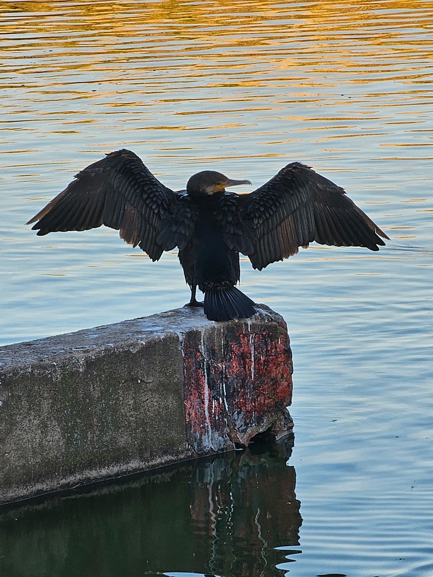 Cormorant spreading its wings