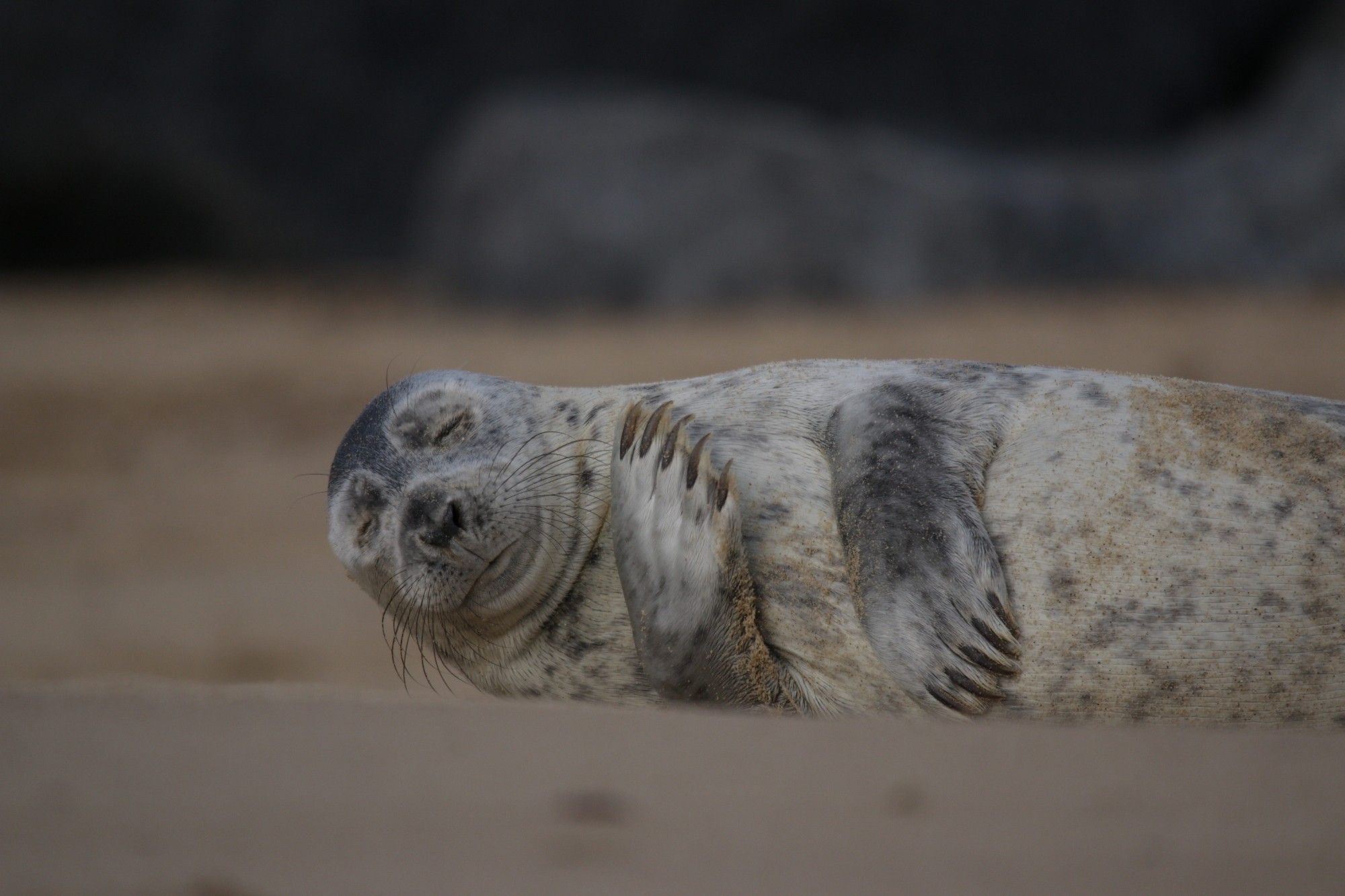 Seal hugging and looking content