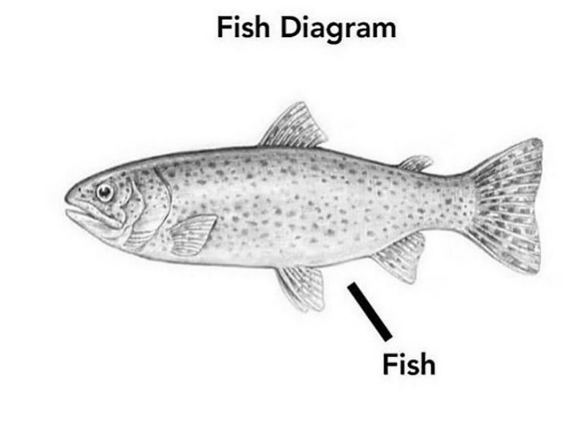 A diagram of a fish