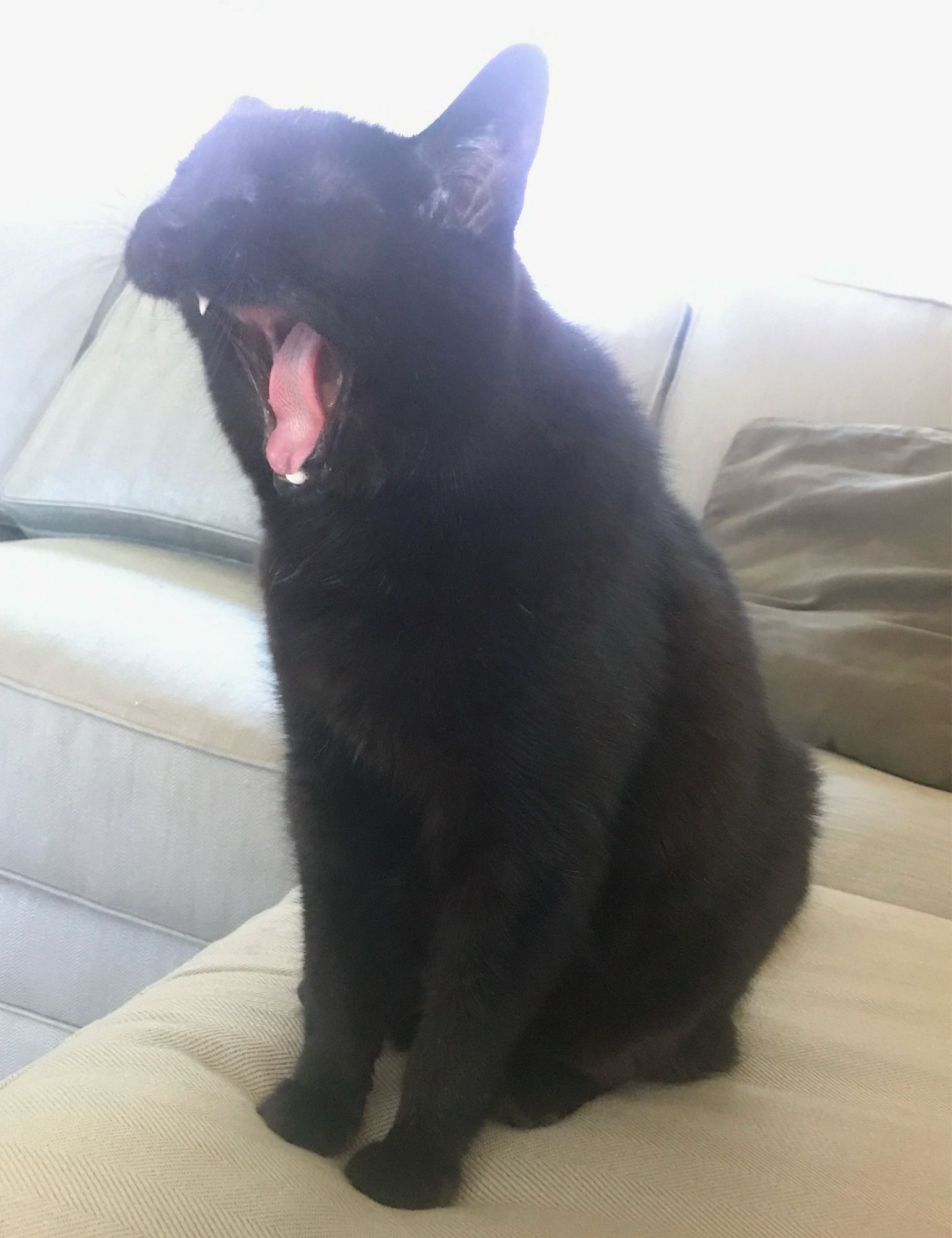 William is a black cat with a big yawn showing one fang only.