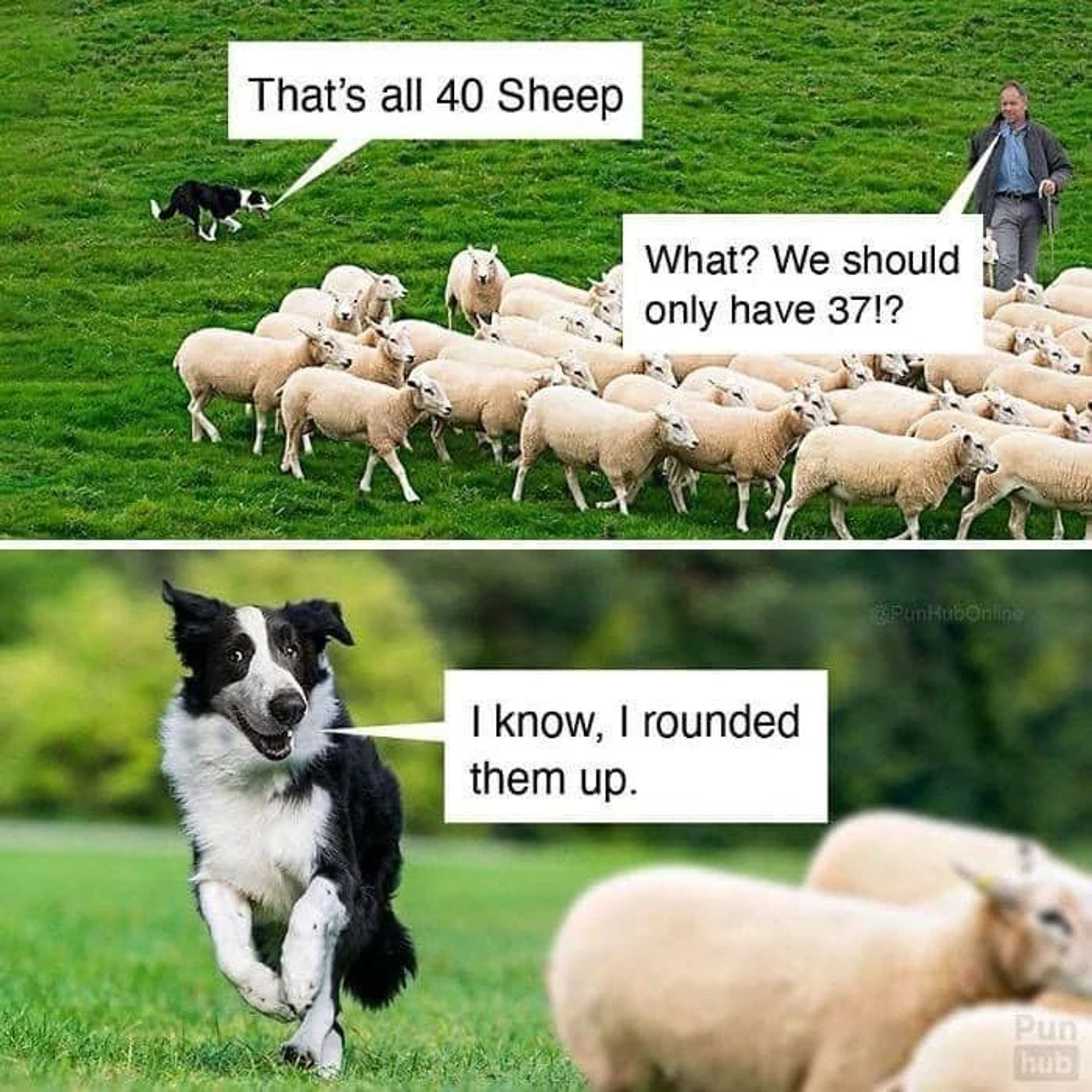 Sheepdog with sheep: that’s all 400 sheep

Shepherd: what? We should only have 371?!

Dog: I know, I rounded them up.