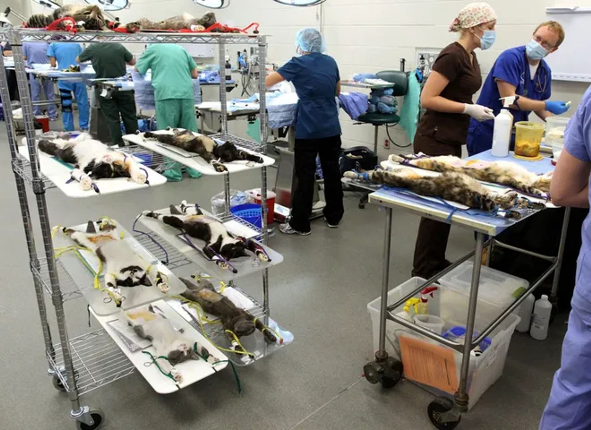 University of Florida vet school students and veterinarians work to spay and neuter cats as part of Operation Cat Nip in August of 2011.