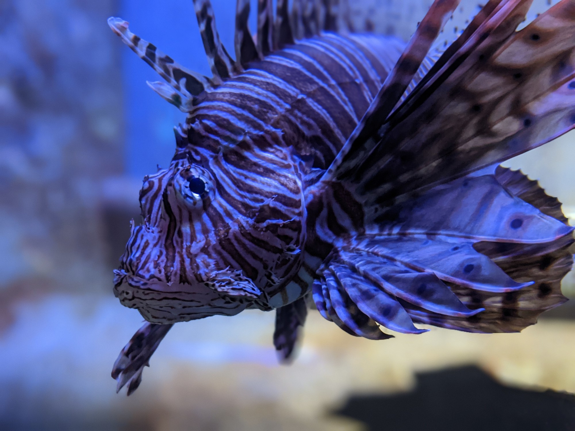 A lionfish staring menacingly into the camera. Taken at the Georgia Aquarium 📸.