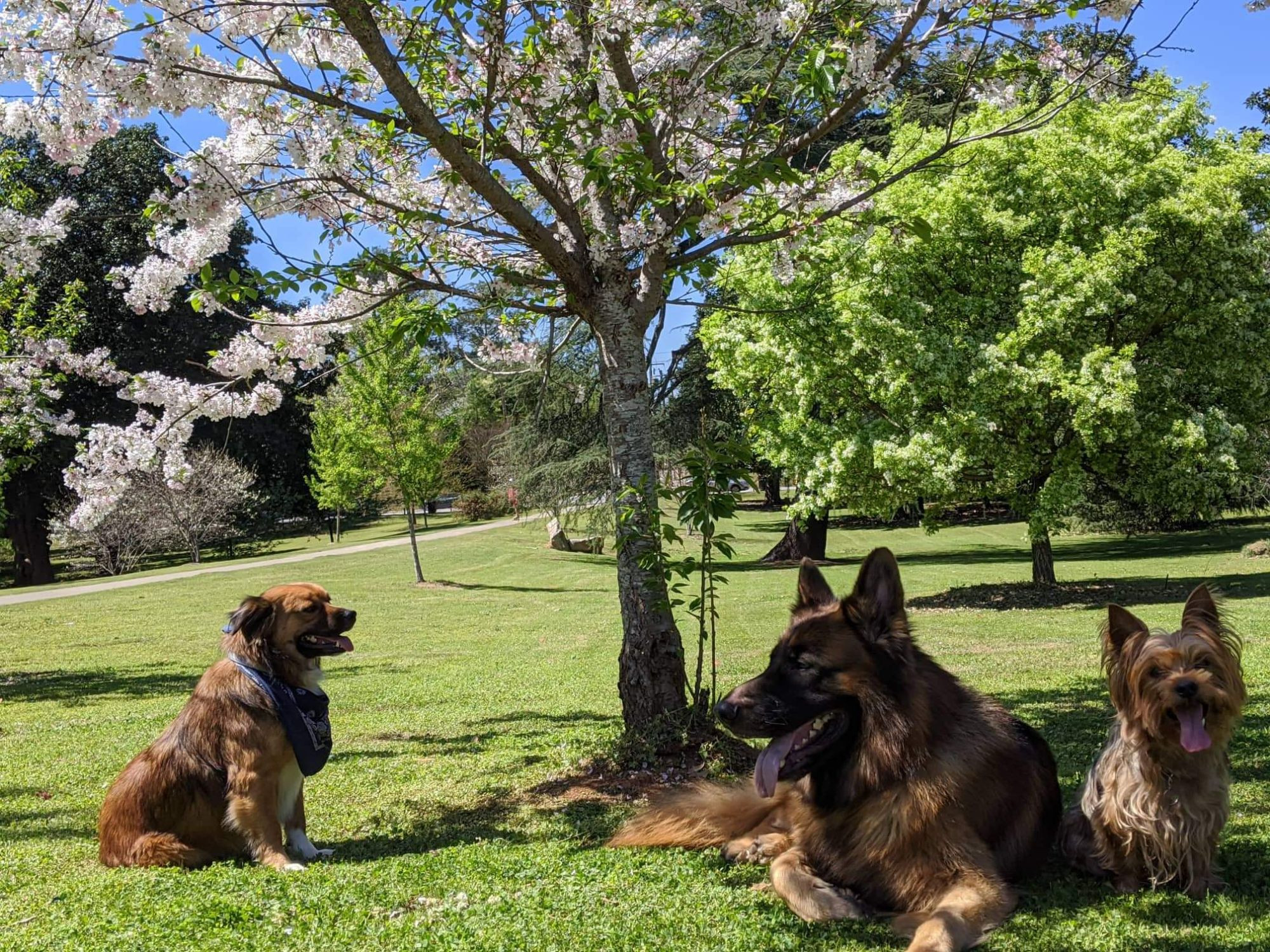 Three dogs at the park. From left to right there's my late mix bred mutt (Jasper), a German Shepherd (Zeus) and a Yorkshire Terrier (Buddy).