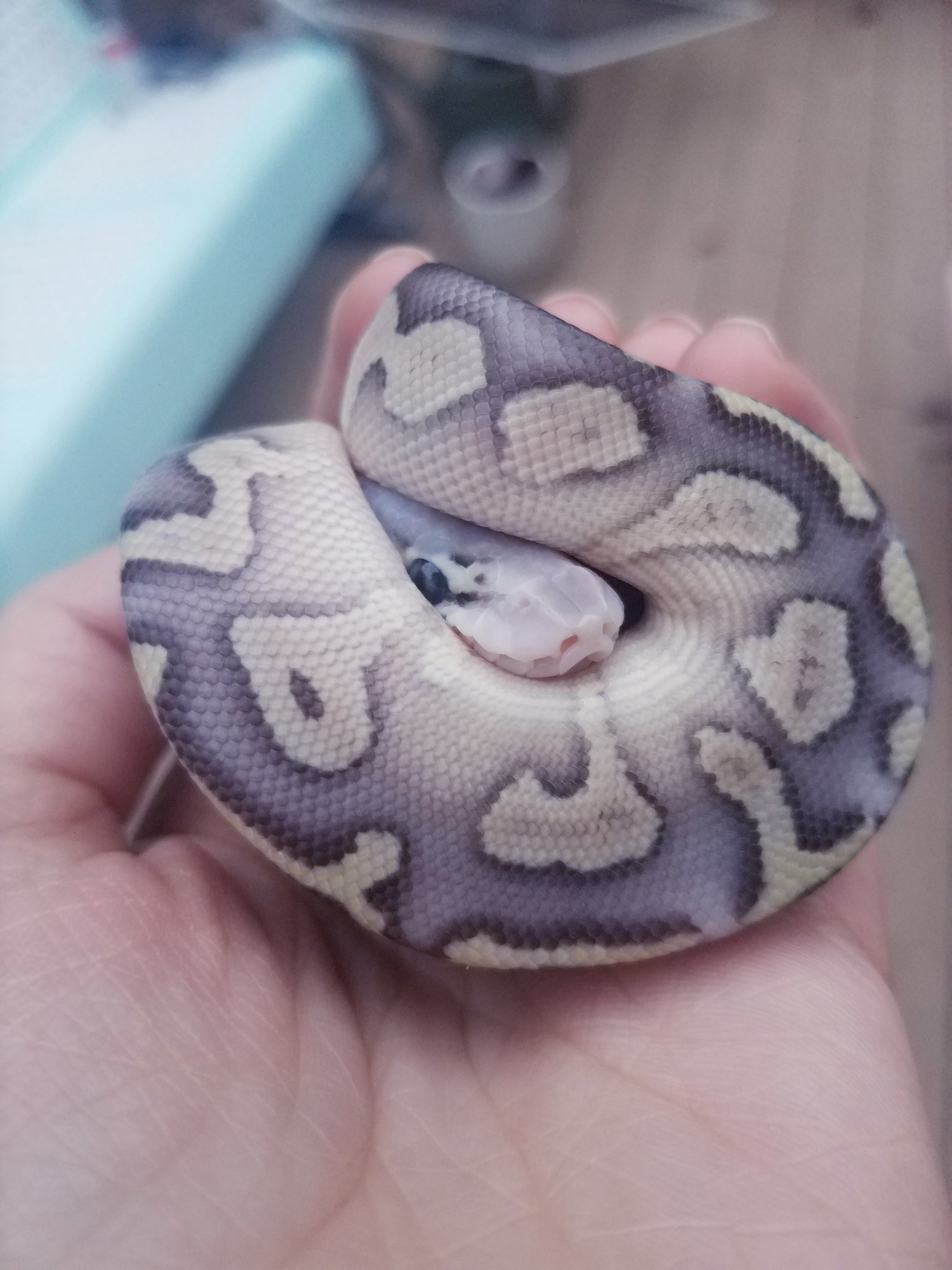 A adolescent Ball Python (known as Royal Pythons in parts a Europe) snake curled up hiding in a ball, which is a commonly known defense mechanism in ball pythons that which gives them their name.