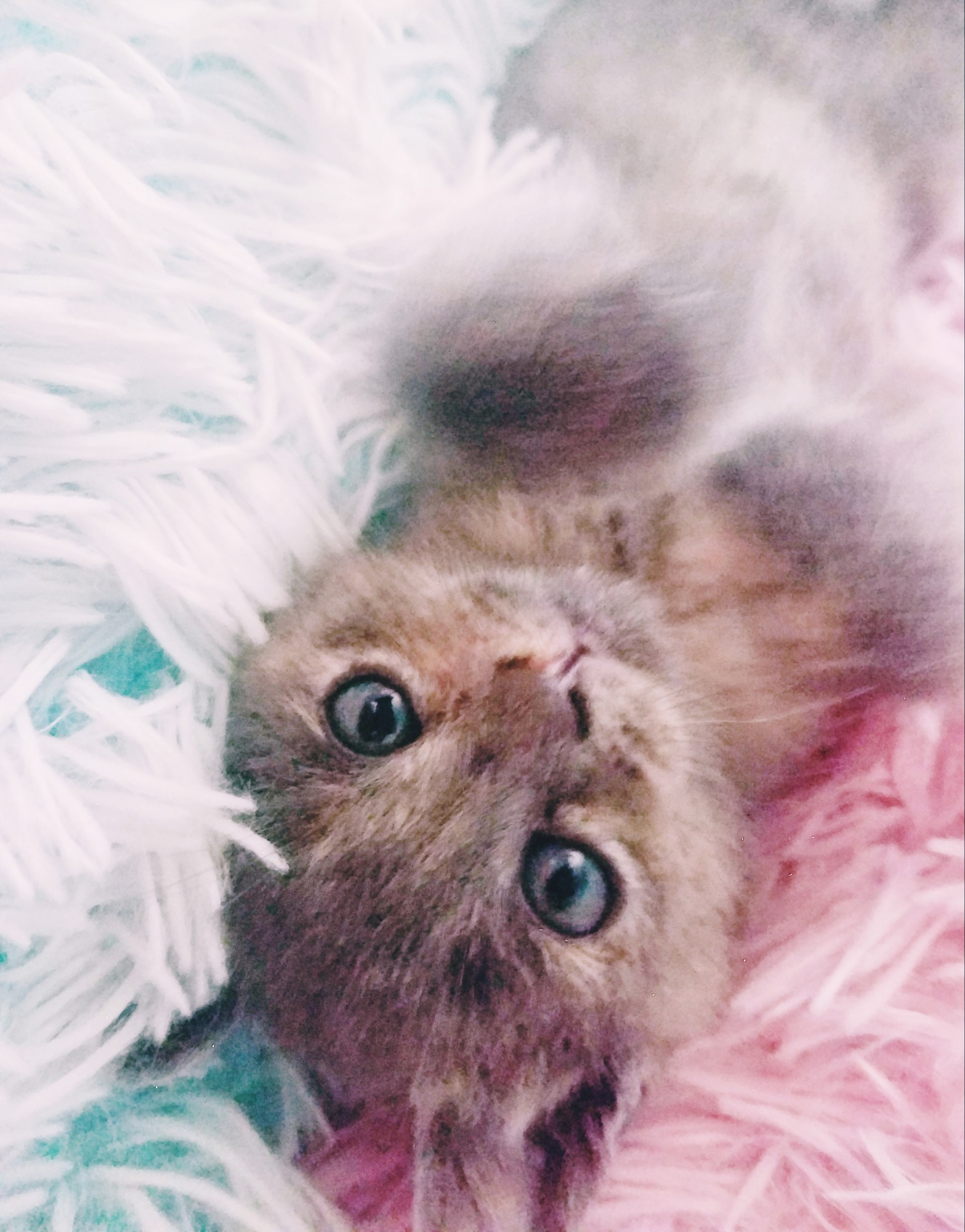 A gray tortoiseshell kitten named Storm laying on her back staring up at the camera adoringly. The photo's name is "Sweet Tart" 