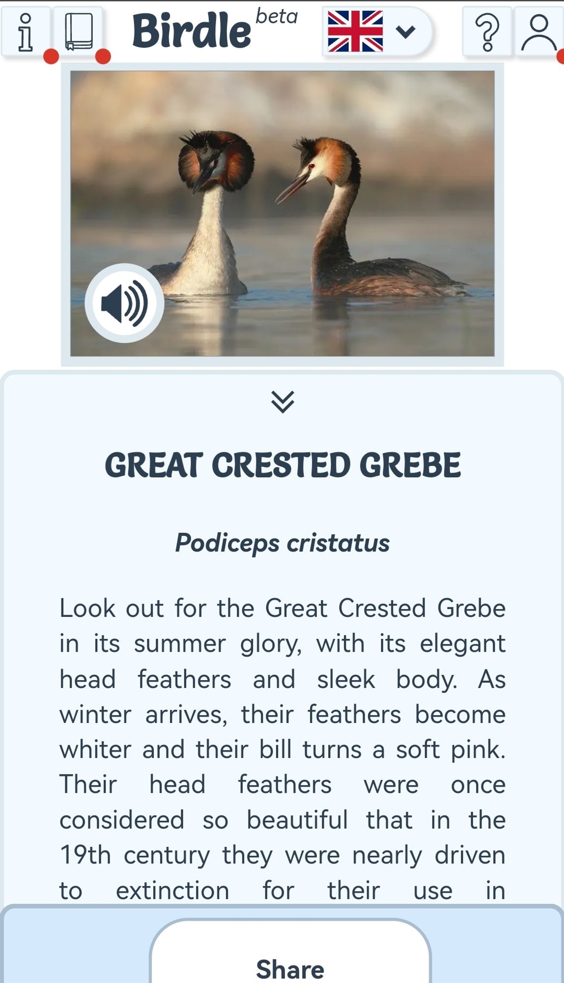 A screenshot of today's birdle (a game like wordle but for birds) : great crested grebe. It also gives you some facts about the bird of the day. Here is today's: Great Crested Grebe
Podiceps cristatus

Look out for the Great Crested Grebe in its summer glory, with its elegant head feathers and sleek body. As winter arrives, their feathers become whiter and their bill turns a soft pink. Their head feathers were once considered so beautiful that in the 19th century they were nearly driven to extinction for their use in fashionable clothing. Thanks to conservation efforts, they are now thriving in the UK.